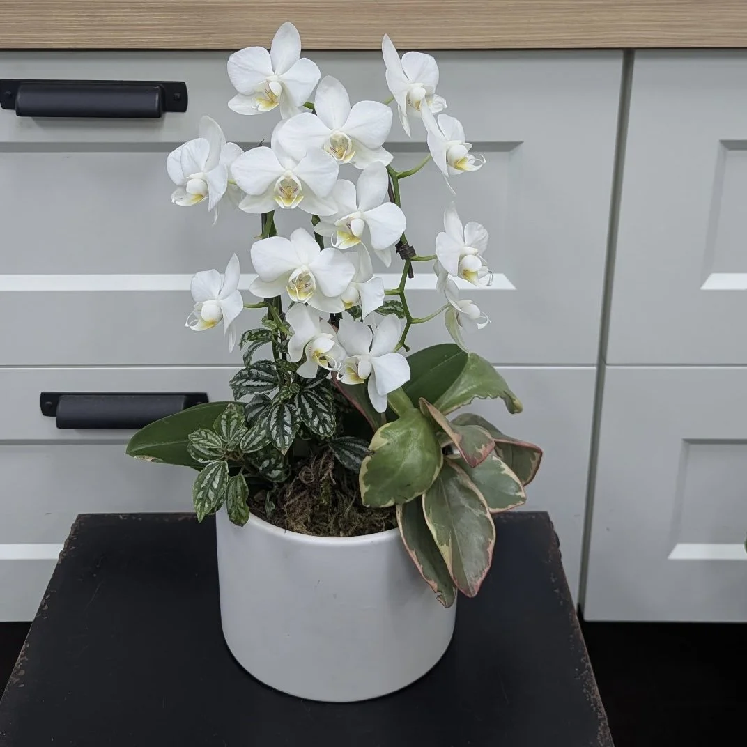 White Large Orchid Planter