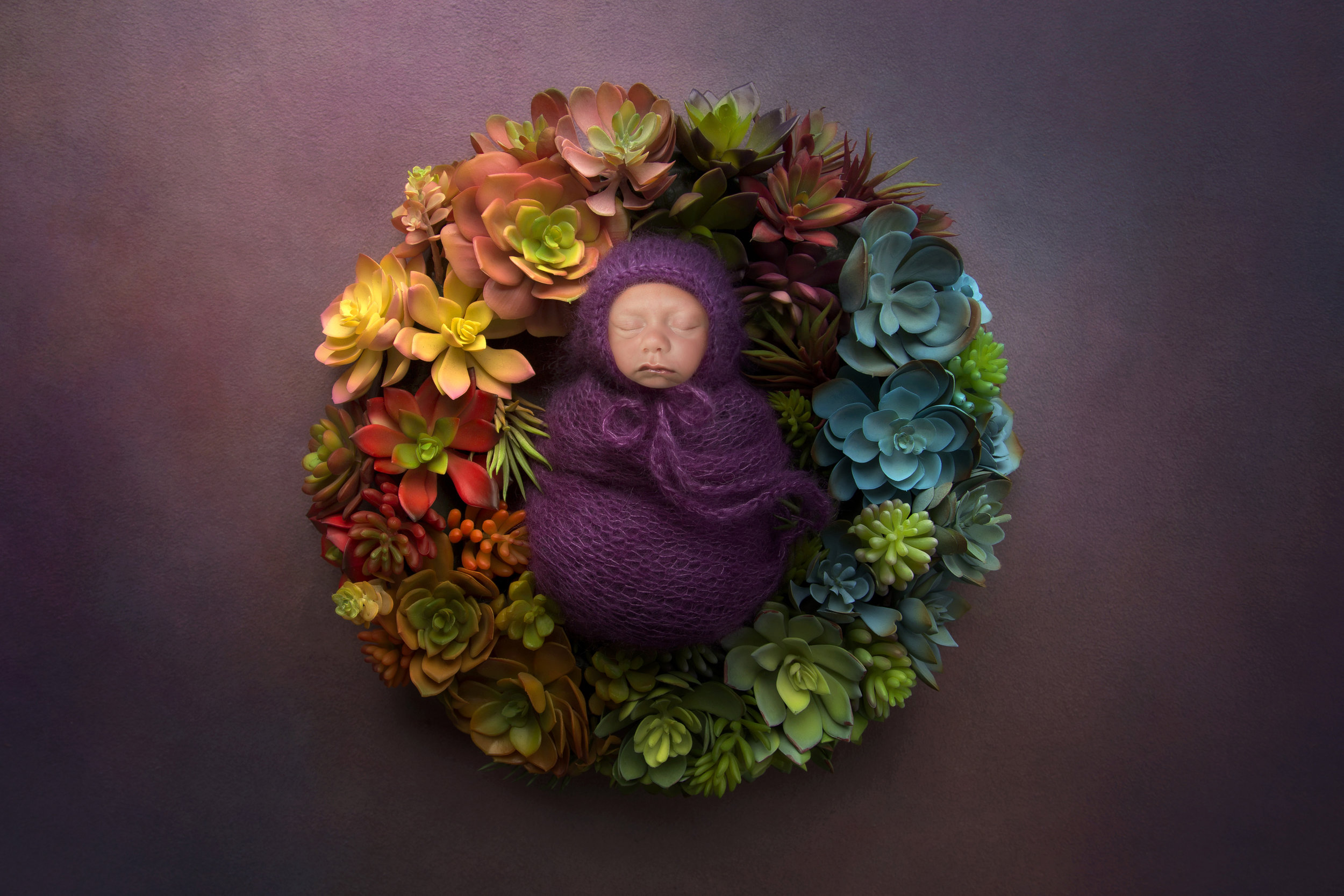 Professional newborn photography featuring a sleeping baby wrapped in purple surrounded by colorful flowers