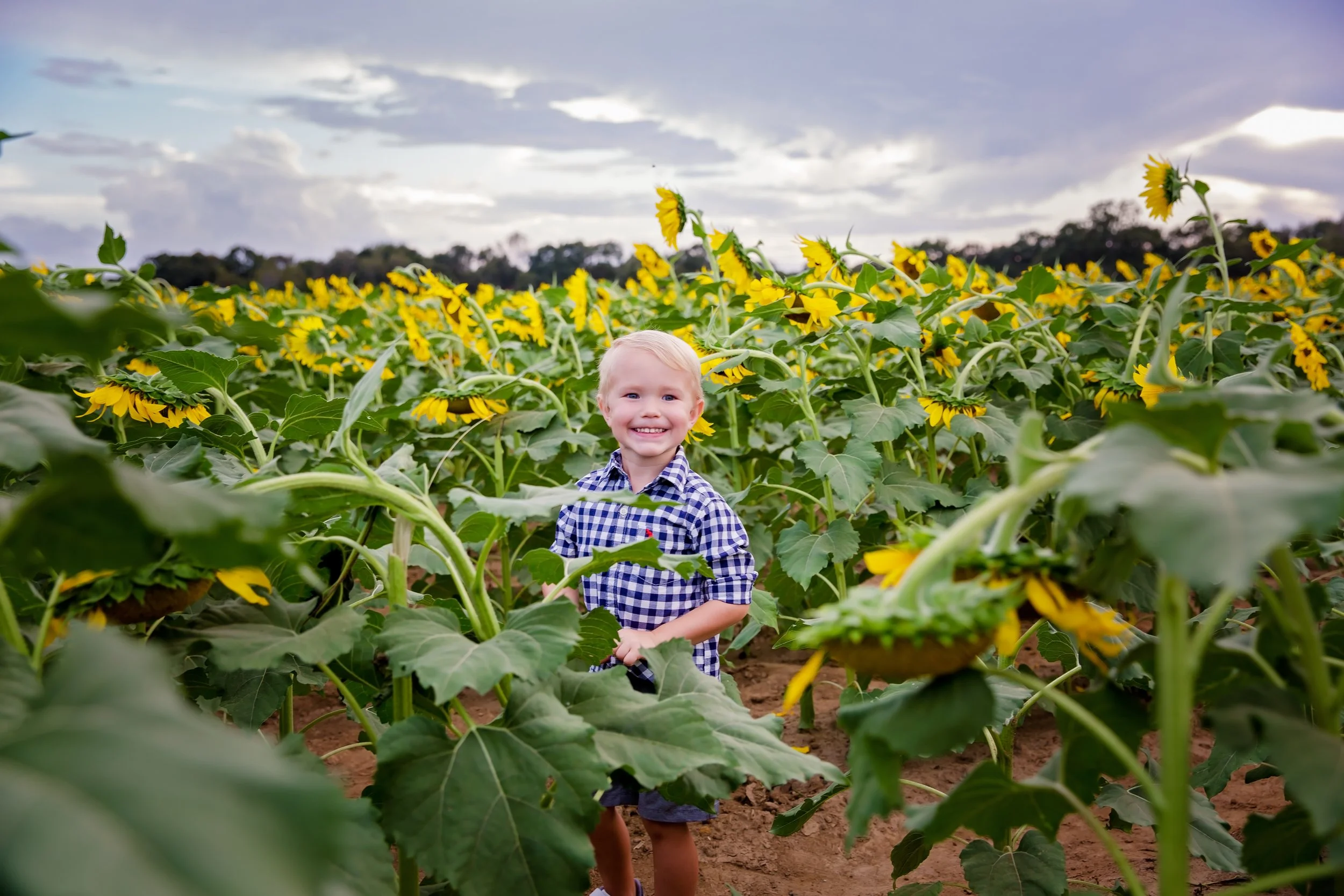 A photograph of a young children in the middle of a sunflower field in Jacksonville Florida