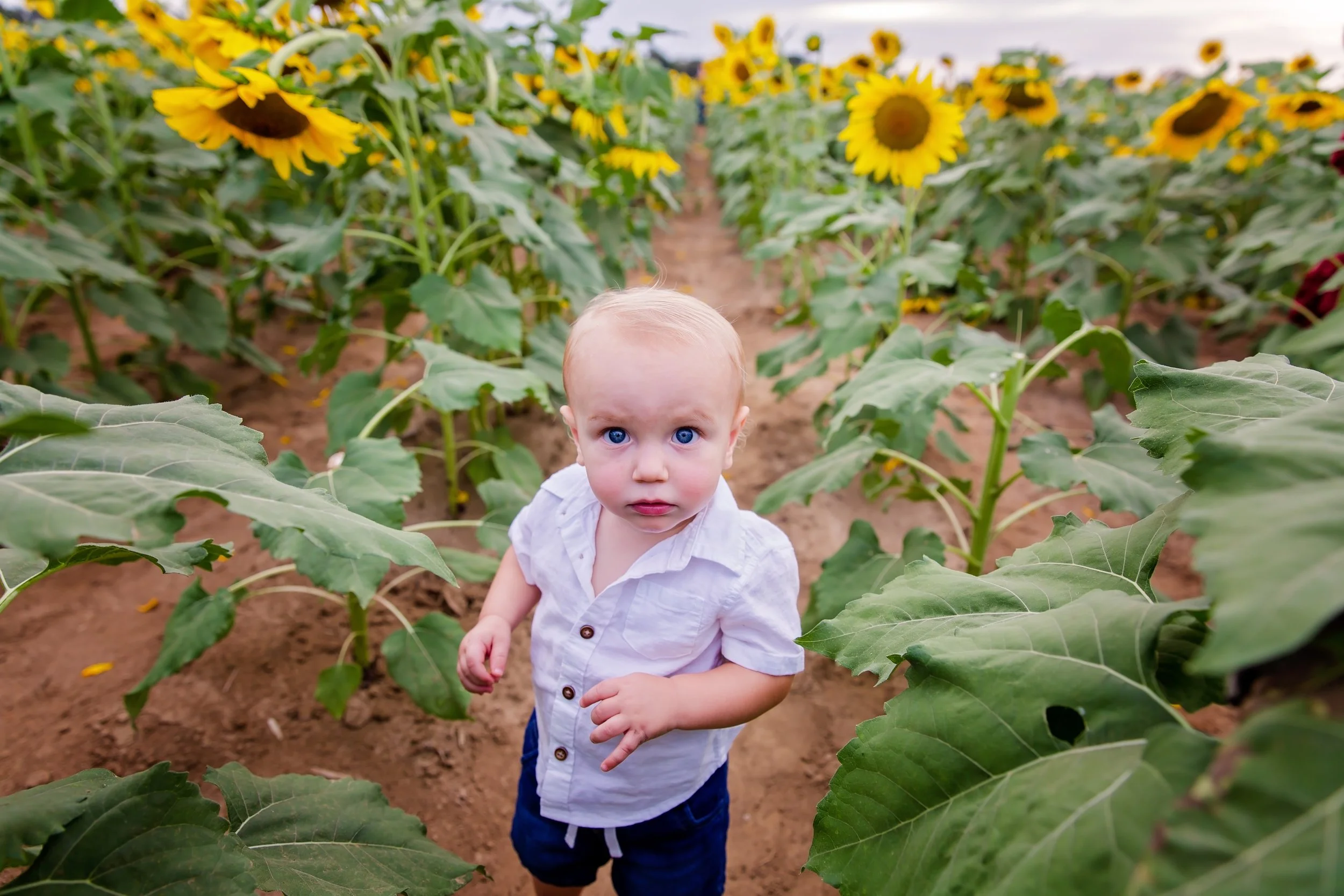 A picture of young child standing in the middle of a sunflower field in Jacksonville Florida