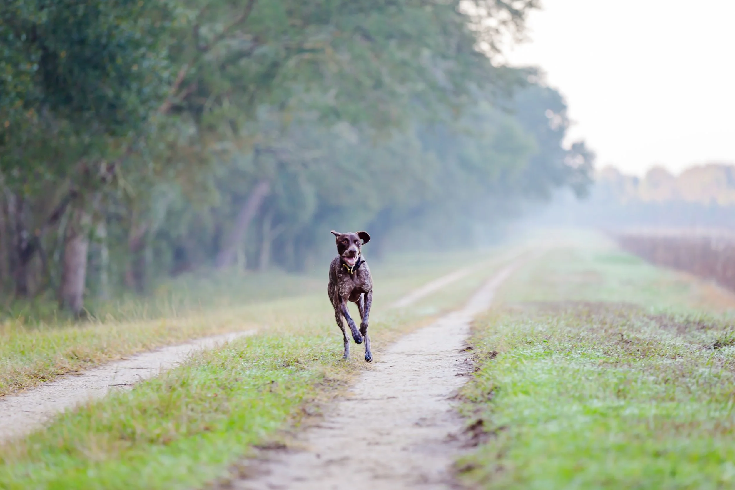 Pet portraits photo in Jacksonville beach Florida