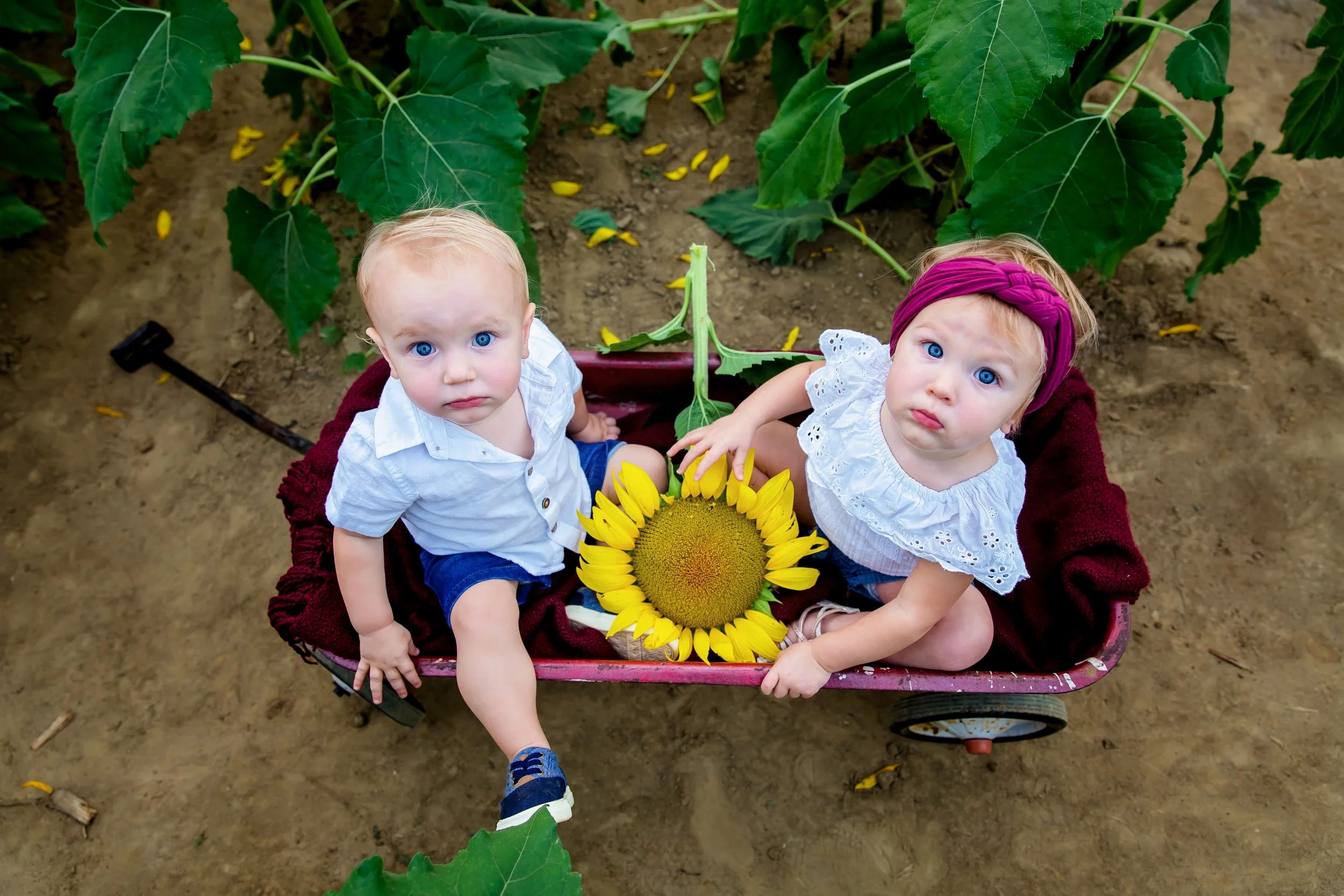 A picture of twin children in the middle of a sunflower field in Jacksonville Florida