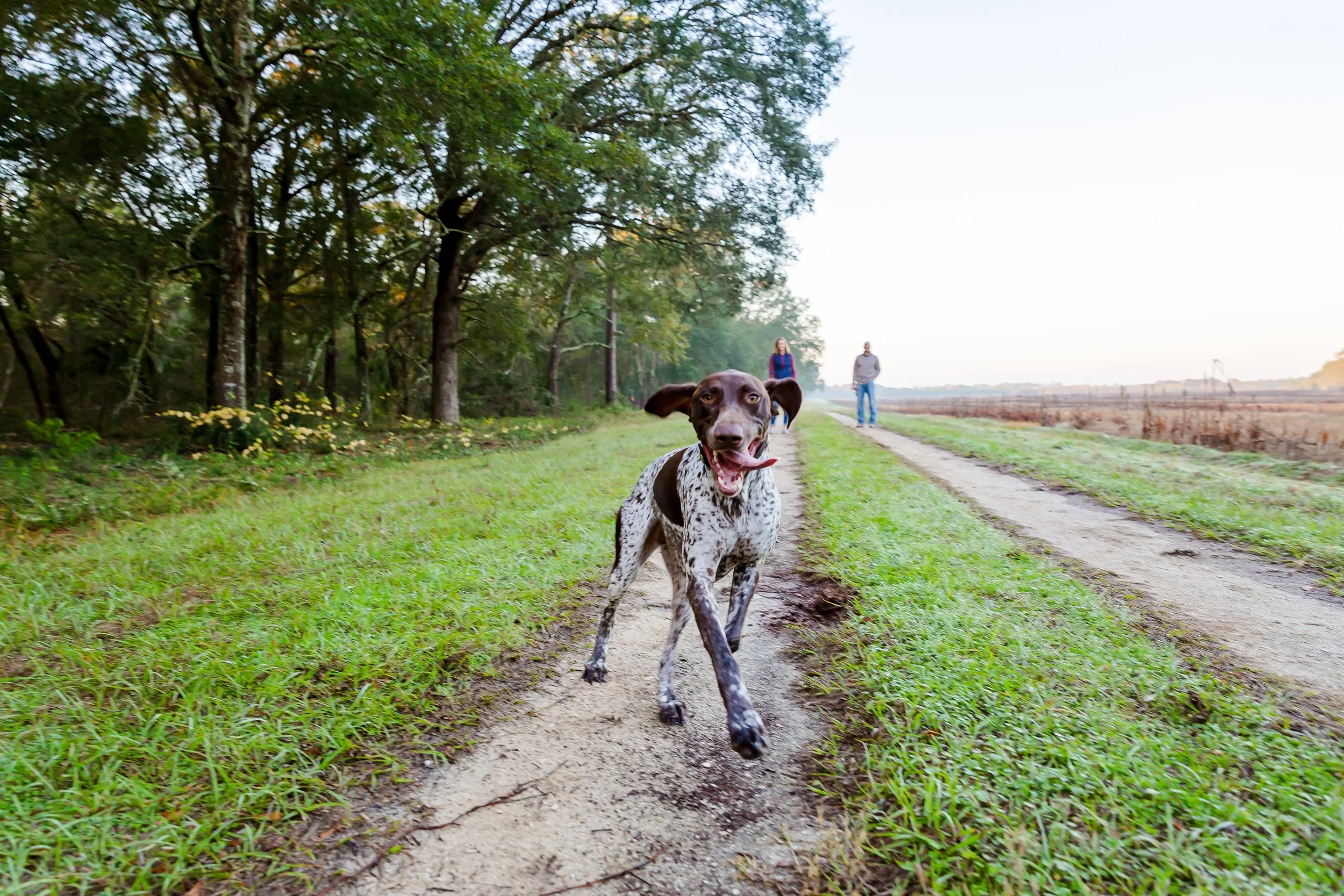 Dog portraits by a Jacksonville Beach Florida Photographer