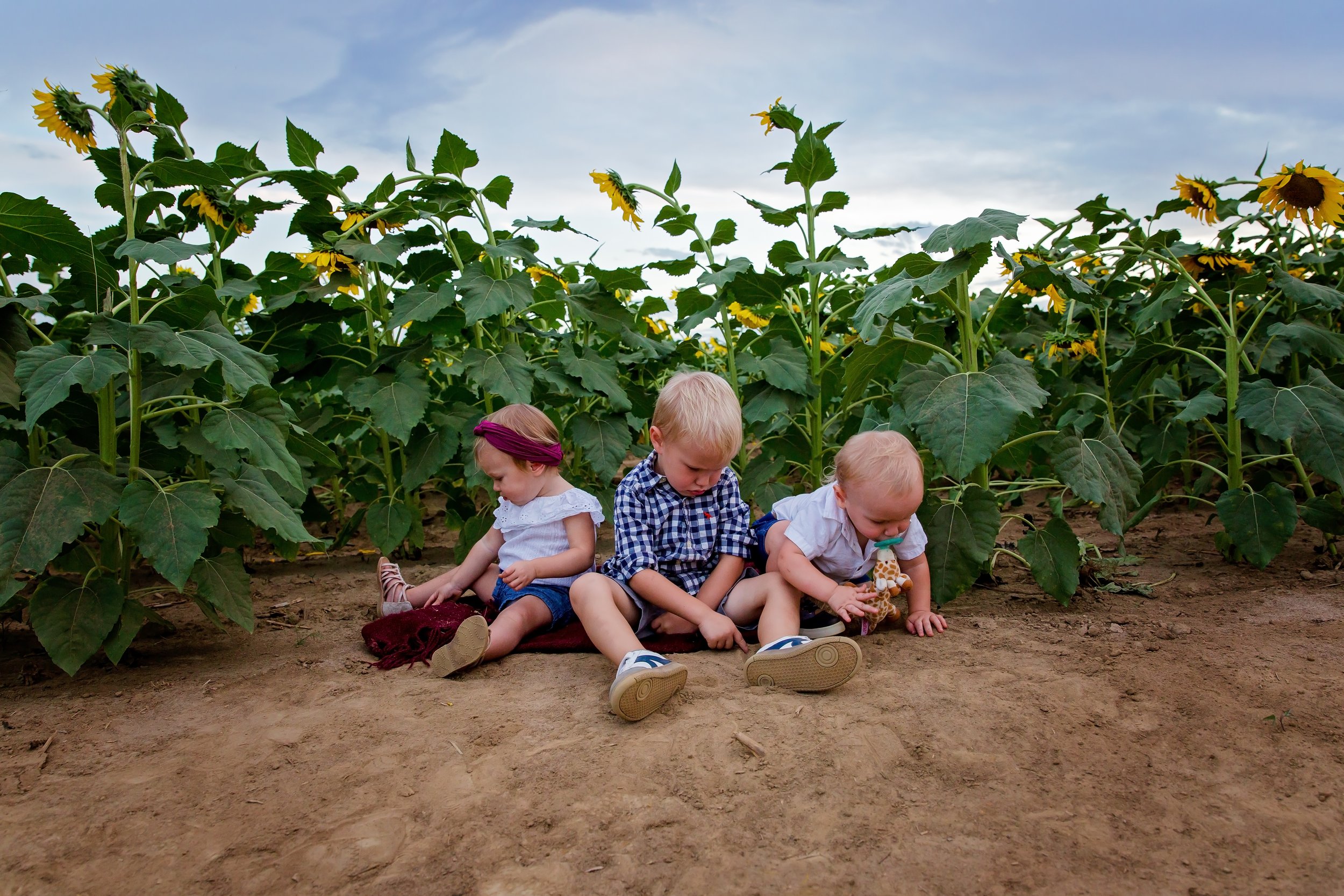 A family photo of three kids sitting in the middle of a sunflower field in Jacksonville Florida
