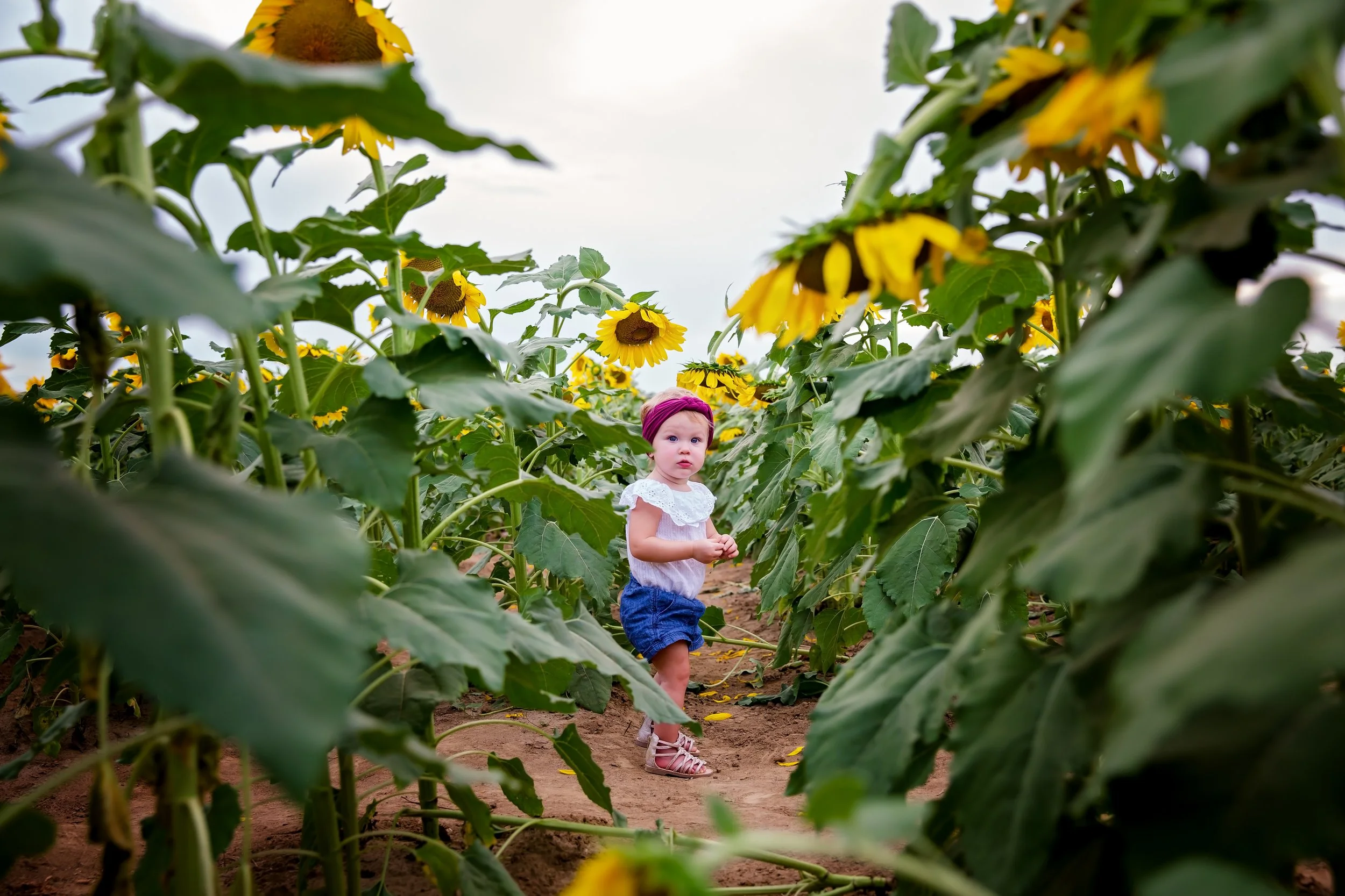 A Picture of a young girl standing in the middle of a sunflower field in Jacksonville Florida