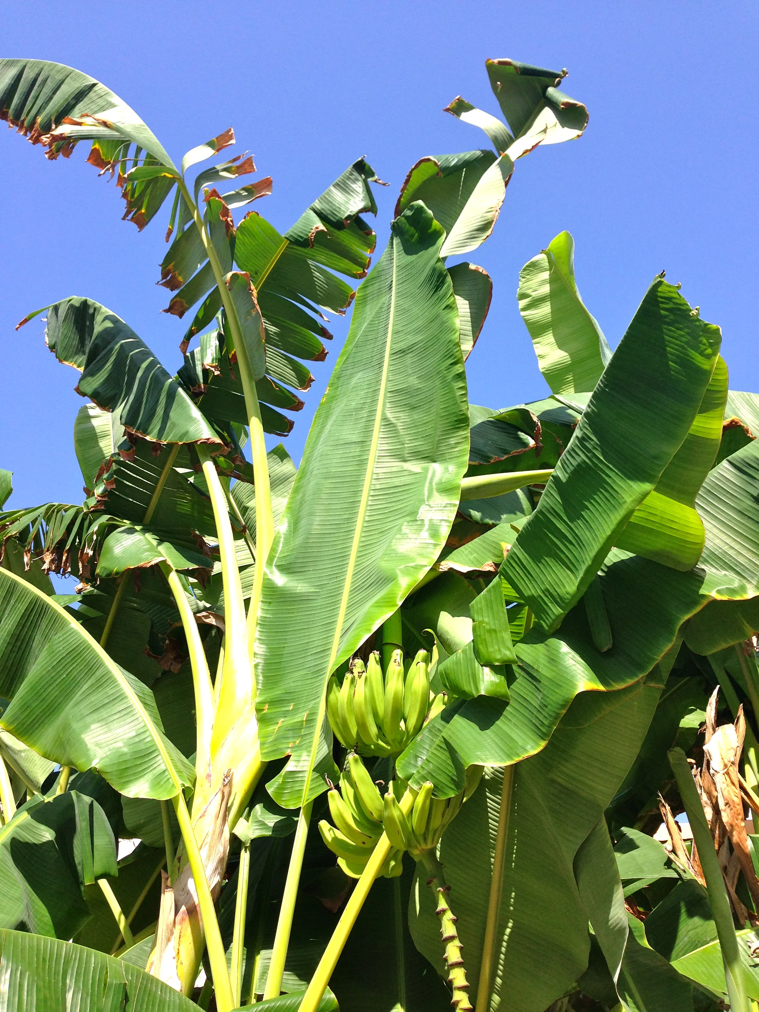 Banana tree!
