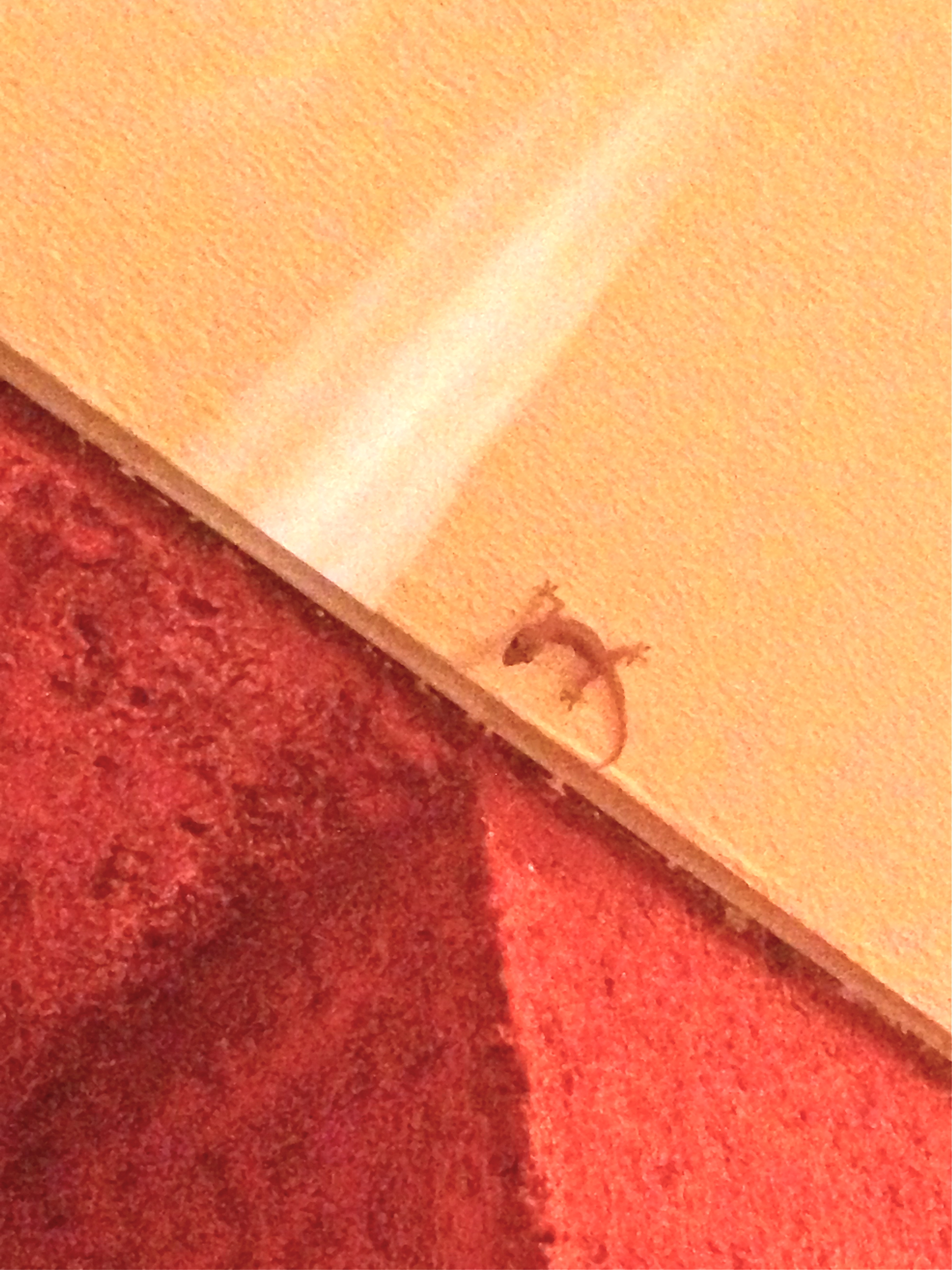 I'm a total nerd and photograph all the animals I see on my trips. I just love critters!!! These little geckoes came out at night and hung out near the lights in front of the rooms to snatch up bugs.
