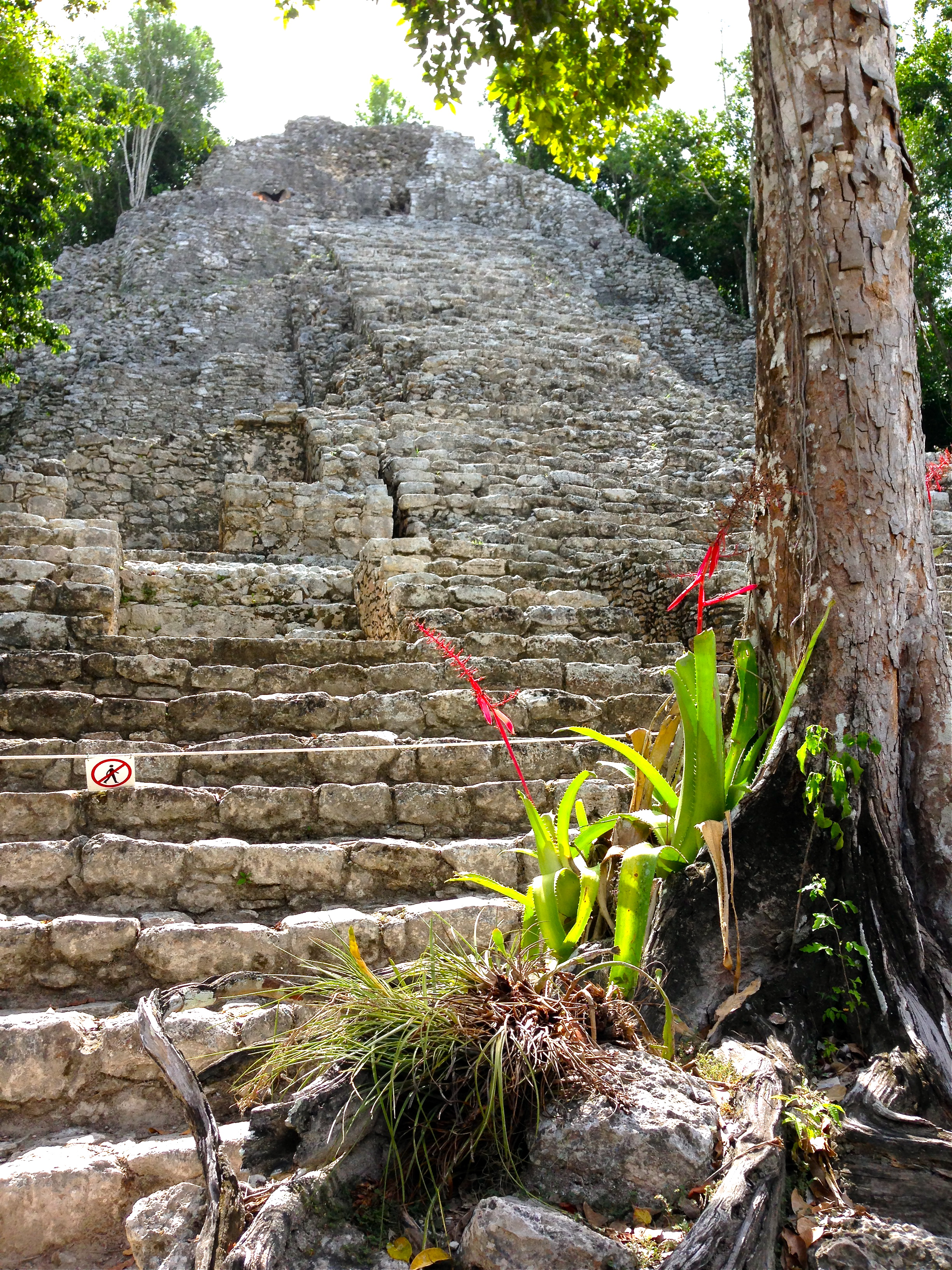 Cobá 