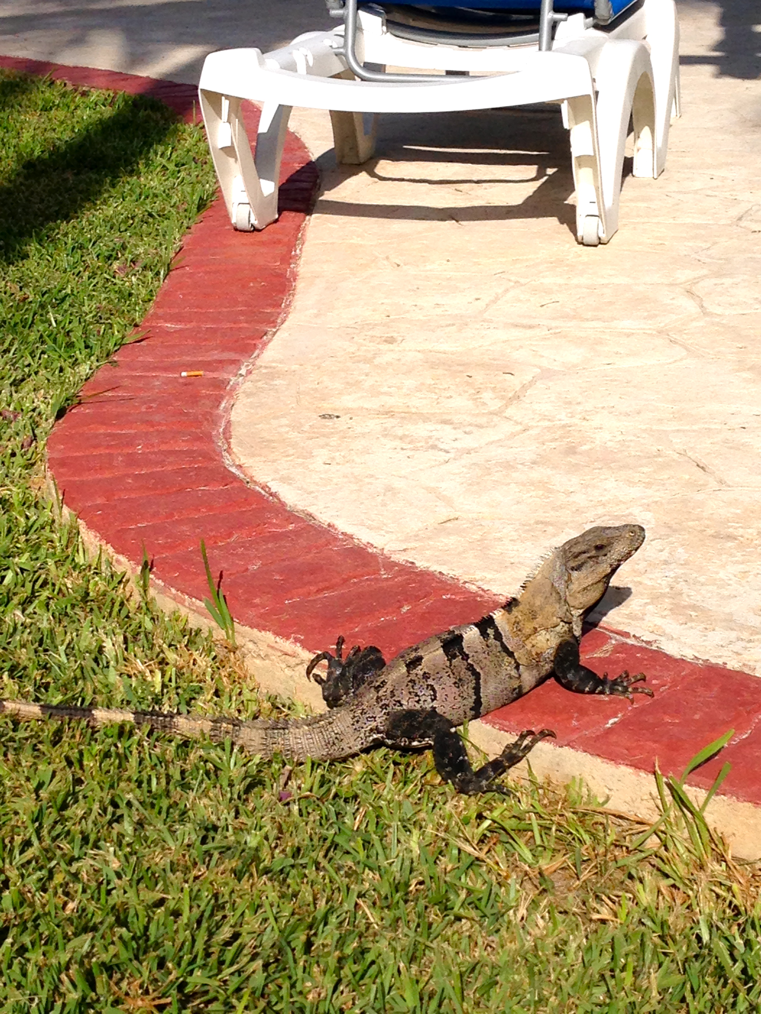 my pool buddy
