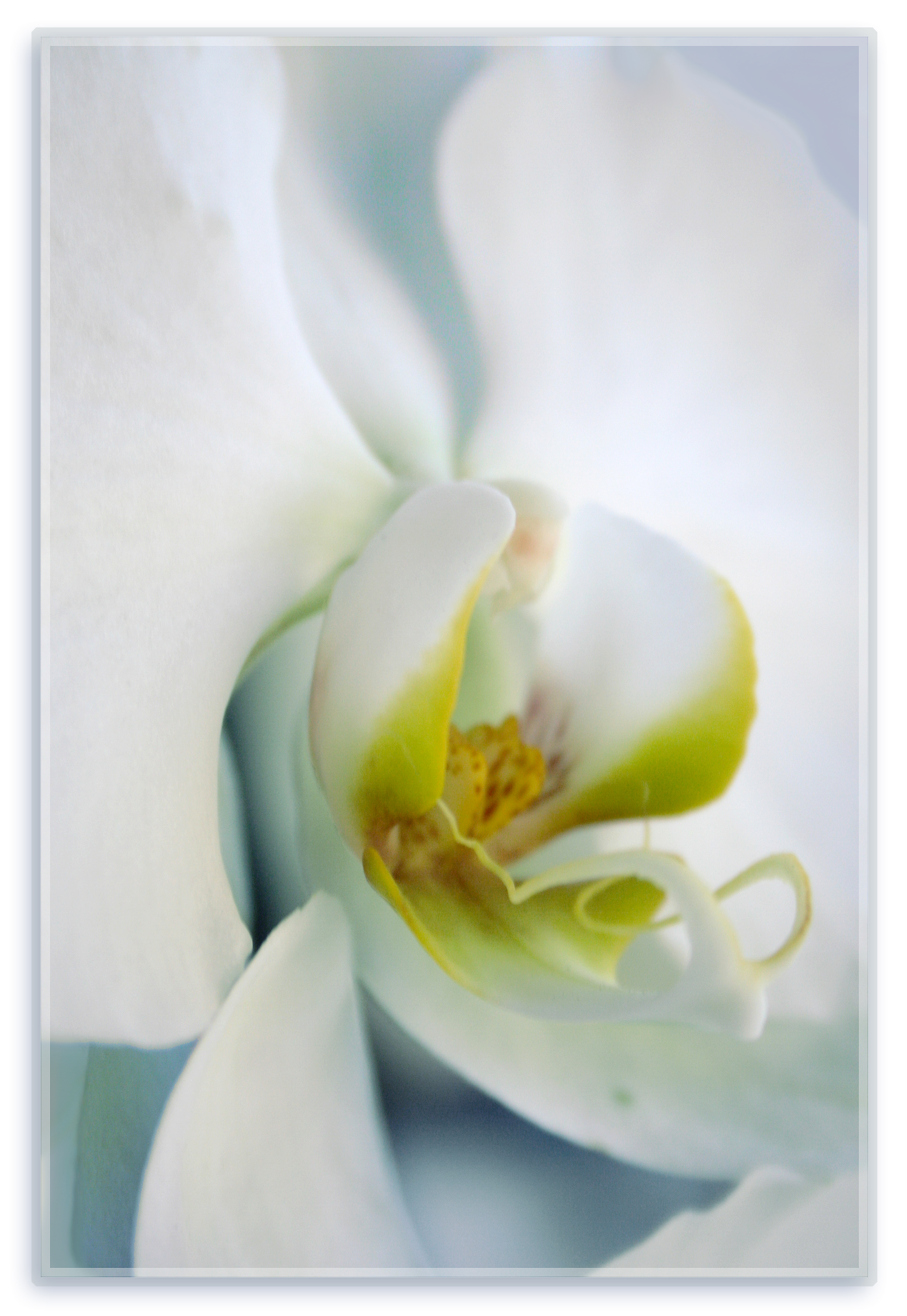 OrchidII.jpg