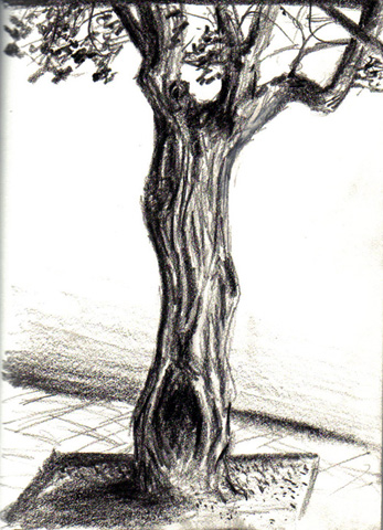 TreeSketch.jpg