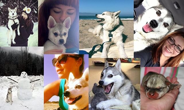 Spending #LoveYourPetDay out in the sun w/ my shmoo, the #punhusky. Last month my best bud of 10+ yrs was diagnosed with terminal cancer. It's been ruff... but an opportunity to love and spoil him hard during his final days, and remember how much joy