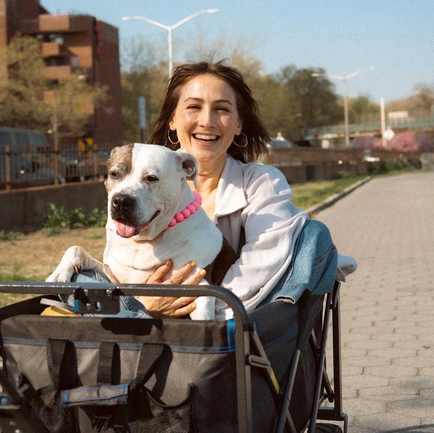 My sweet Juliet flowed back into the universe a few days ago. 🤍

Juliet was truly a gift from the stars&mdash;an easygoing, loving princess dog I could bring anywhere and everywhere. Looking back on the past 8 years of our friendship, it feels like 