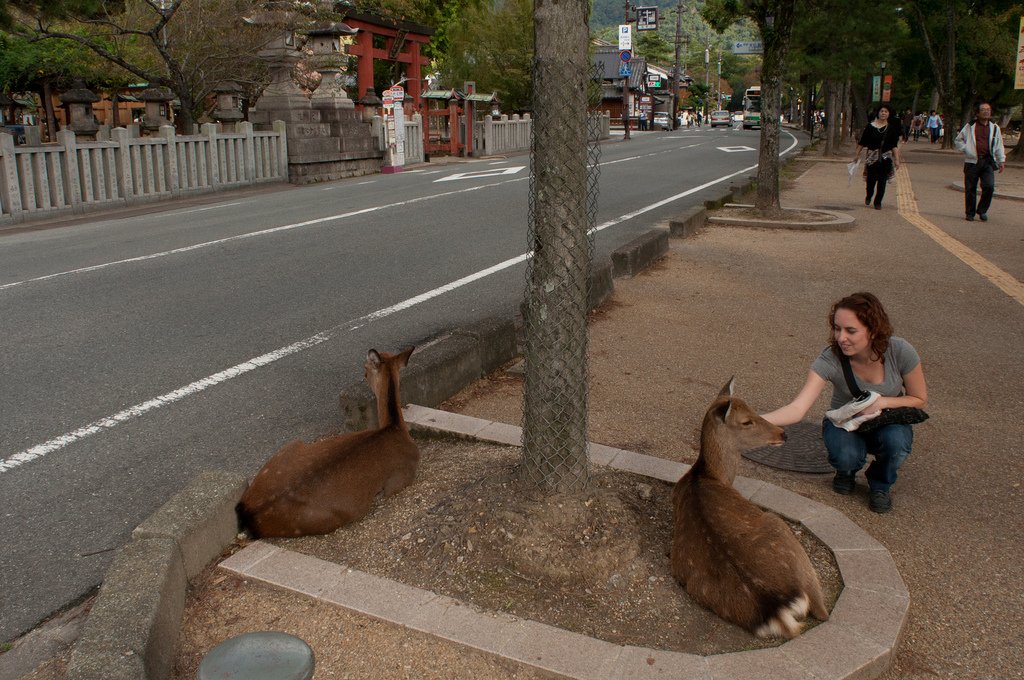 You can just walk up and scratch them on the chin