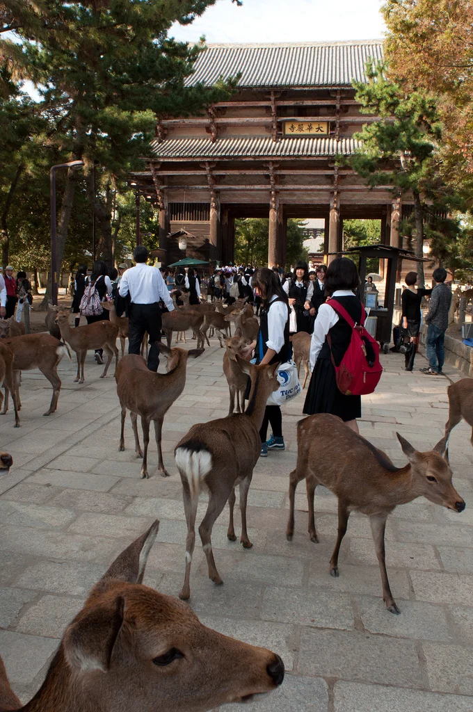 That have no fear of humans