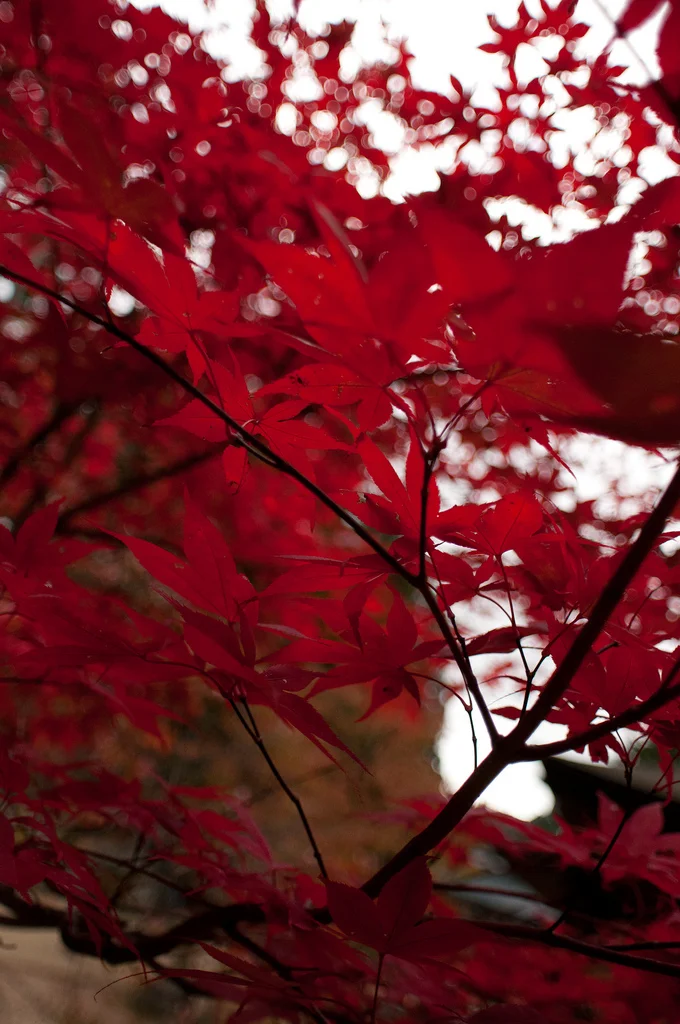 The popular Japanese Maple in it's true surroundings