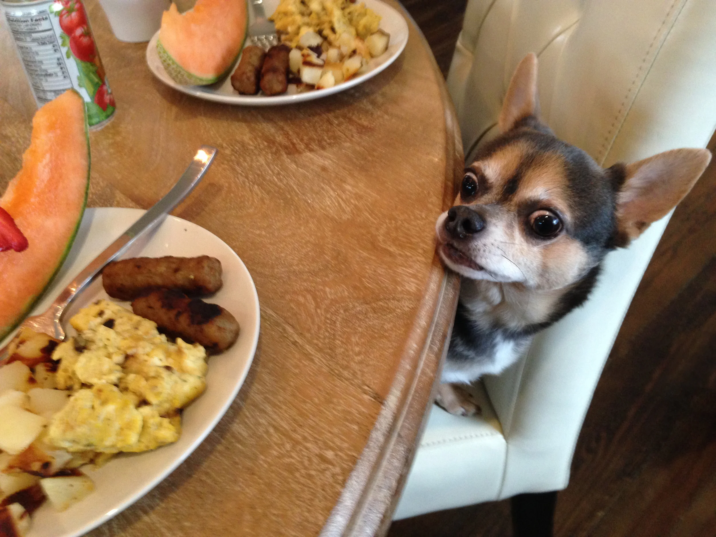 The hosts are fun and welcoming and they have this adorable dog Rambo, who really wants your breakfast.