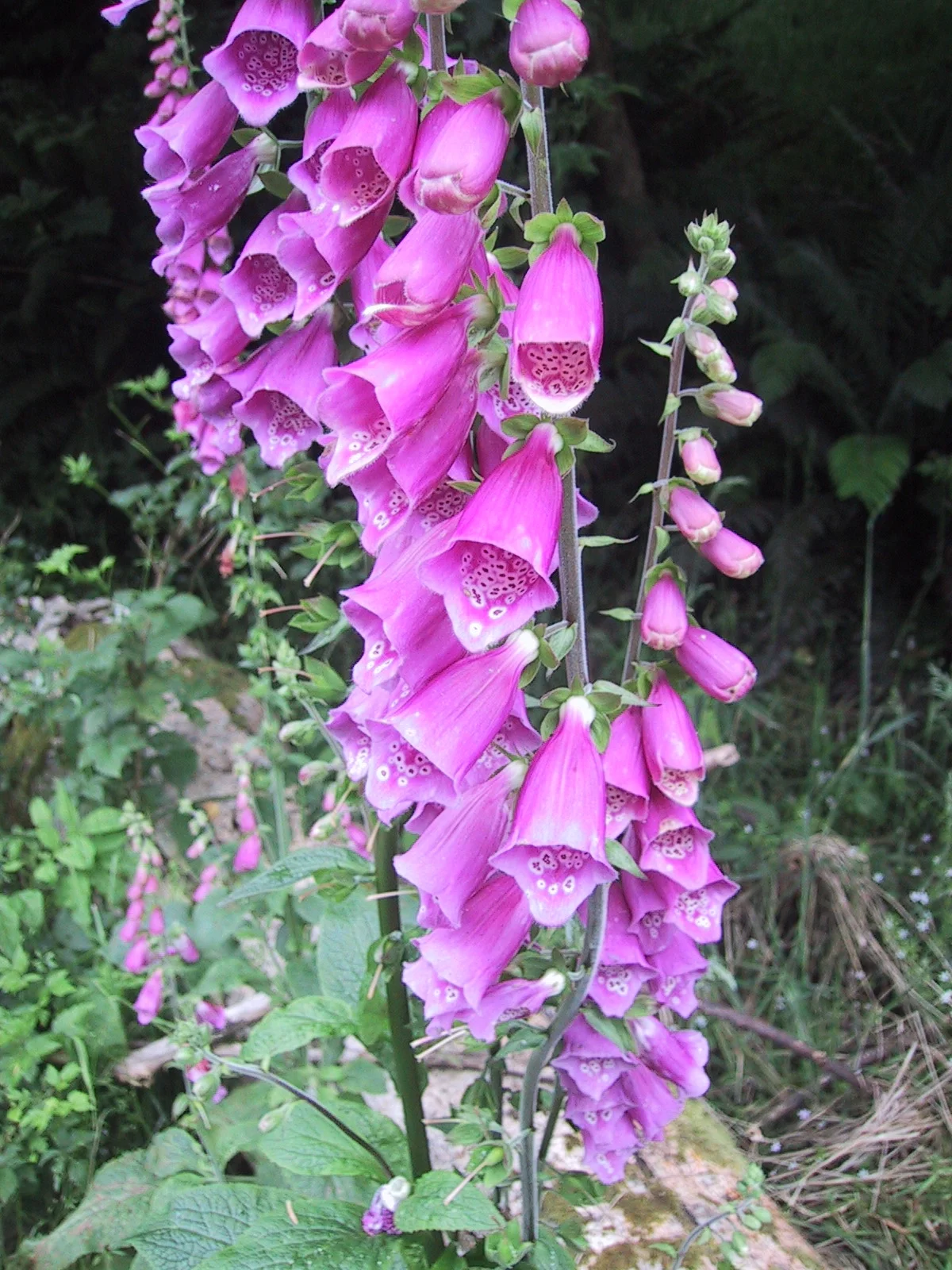 A Foxglove near the Columbia River Gorge