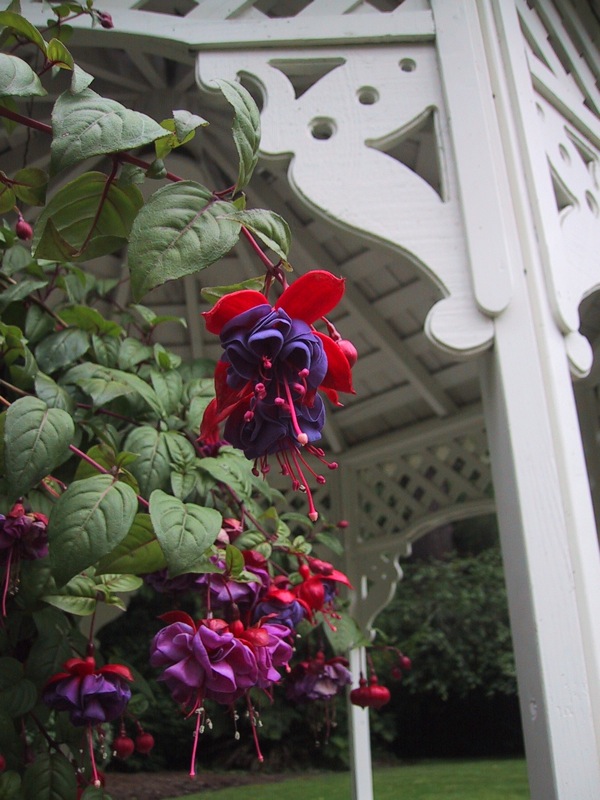 The first time I have ever seen a Fuchsia plant was at the Cottage Creek Inn in Redmond, WA