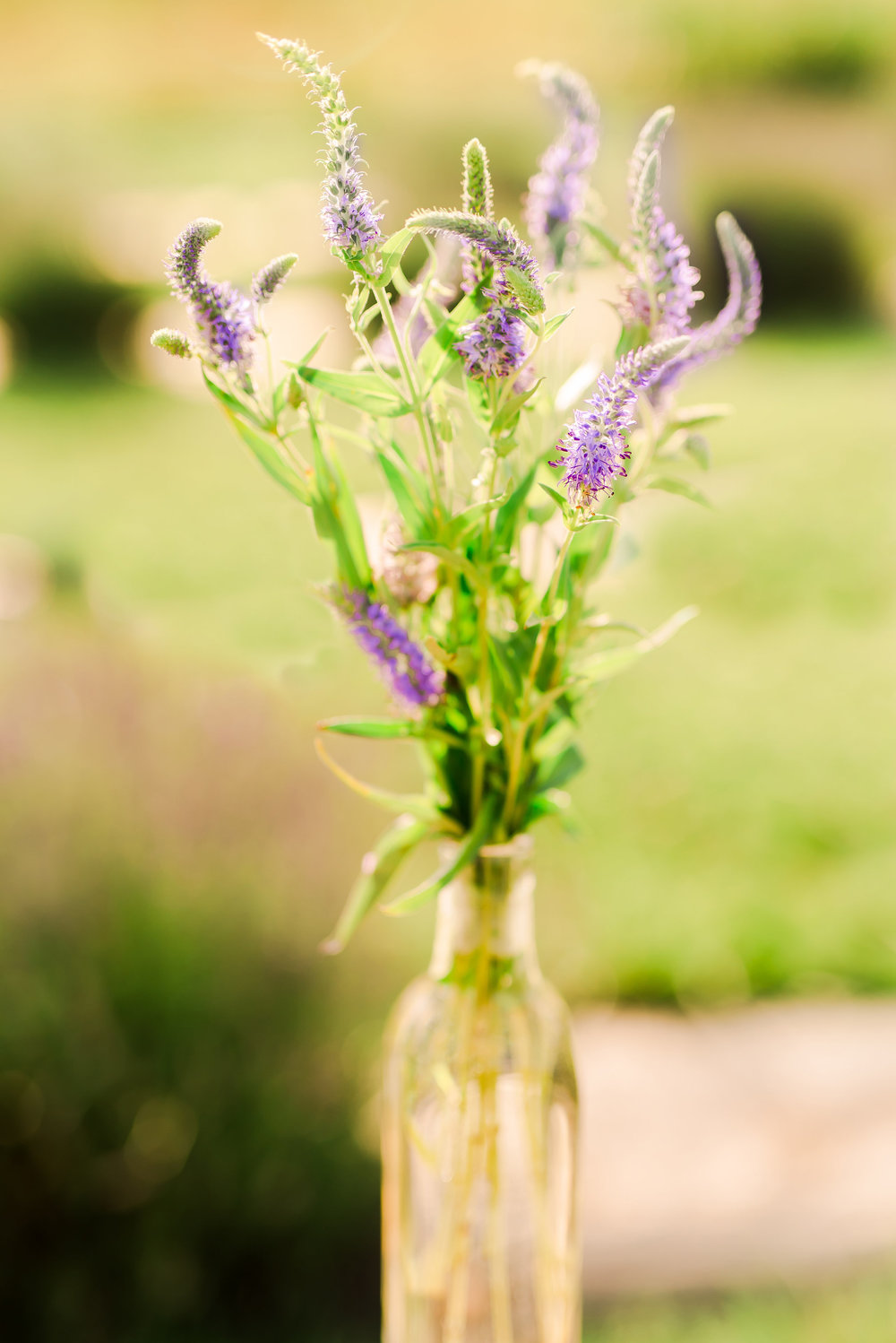 purple veronica in vase