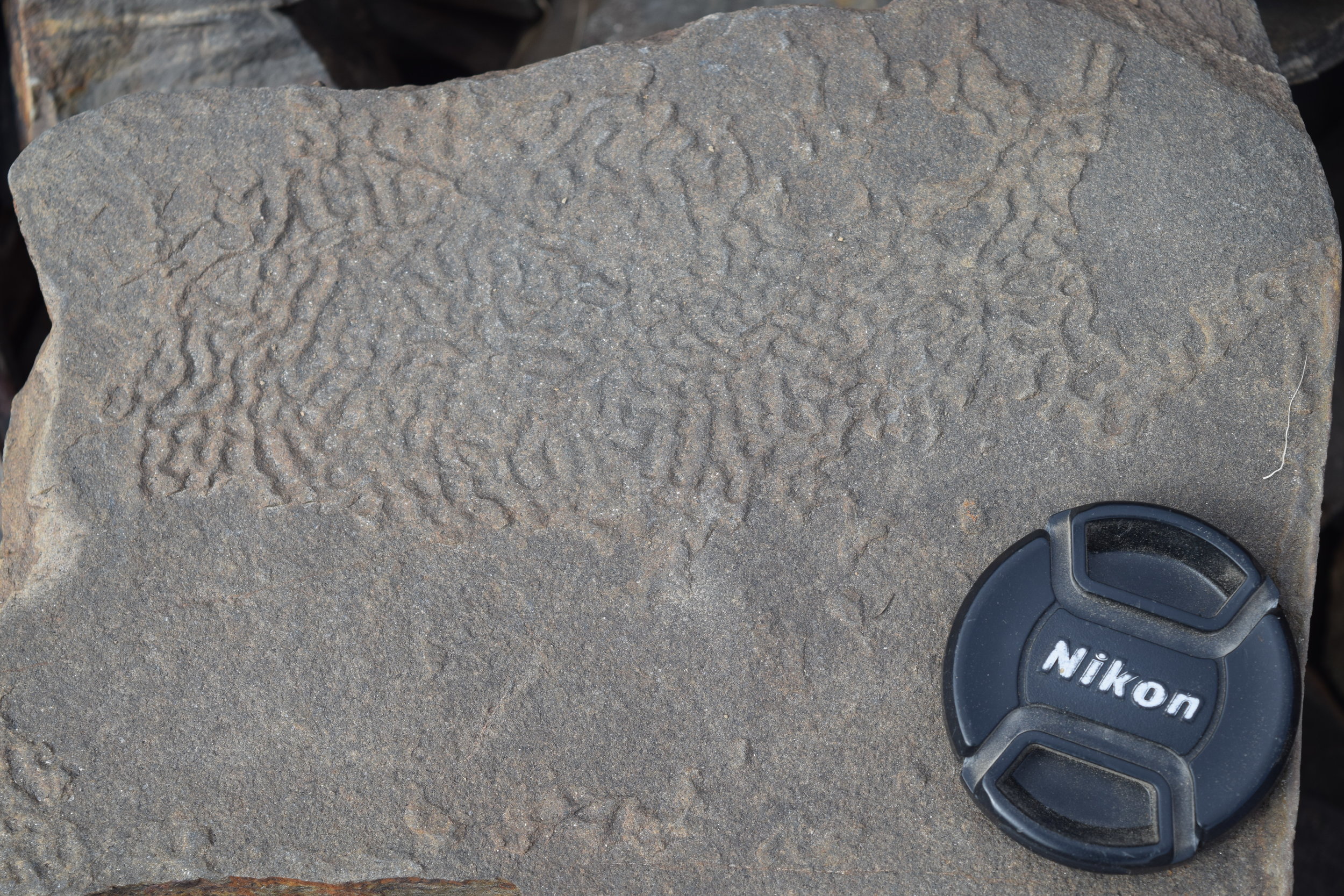  "Elephant skin" texture from Ediacaran strata in CA 