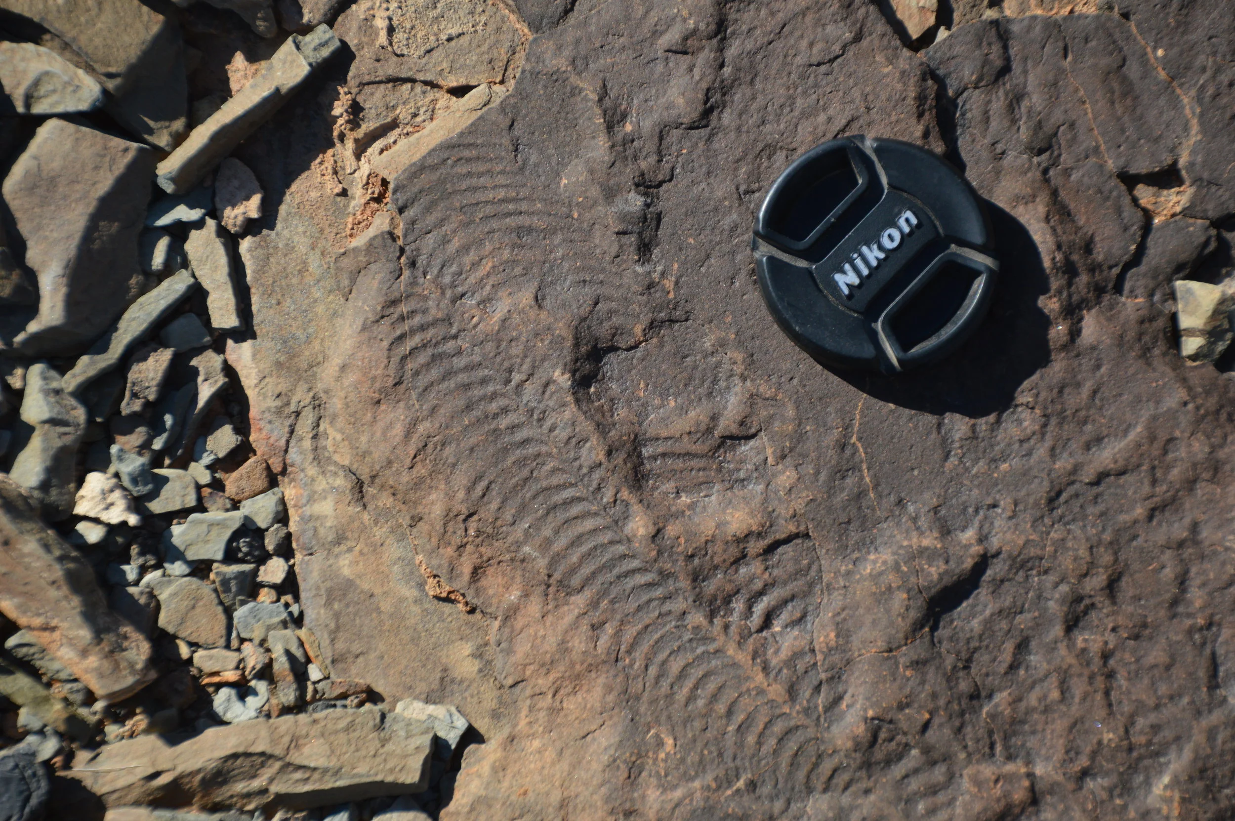   Pteridinium  from southern Namibia 