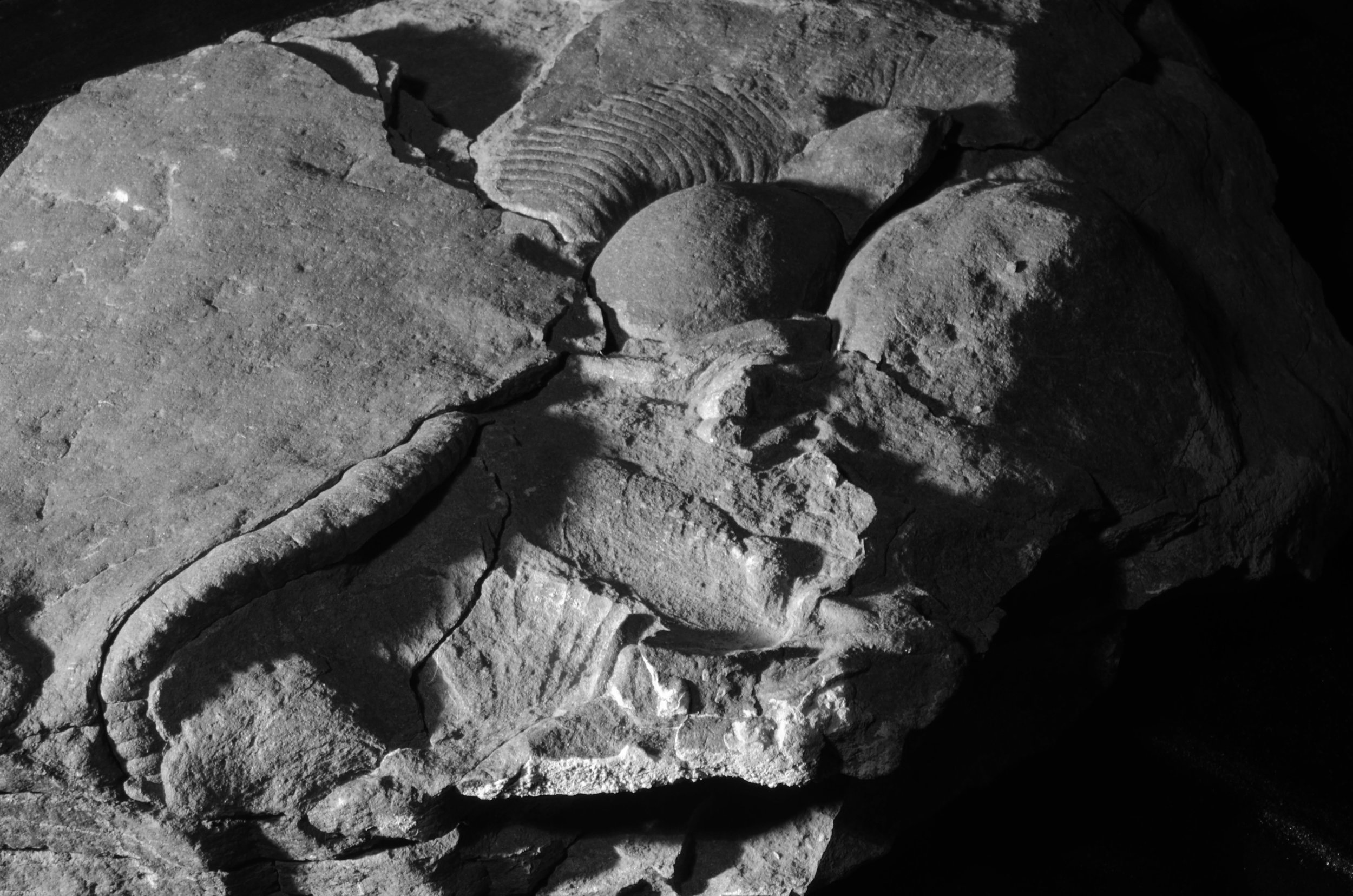  Ediacaran erniettomorphs from Nevada 