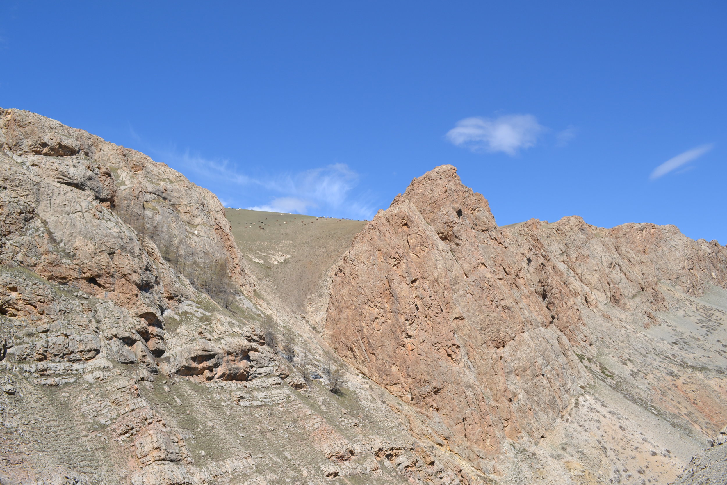  Cambrian archaeocyath reefs in Mongolia 