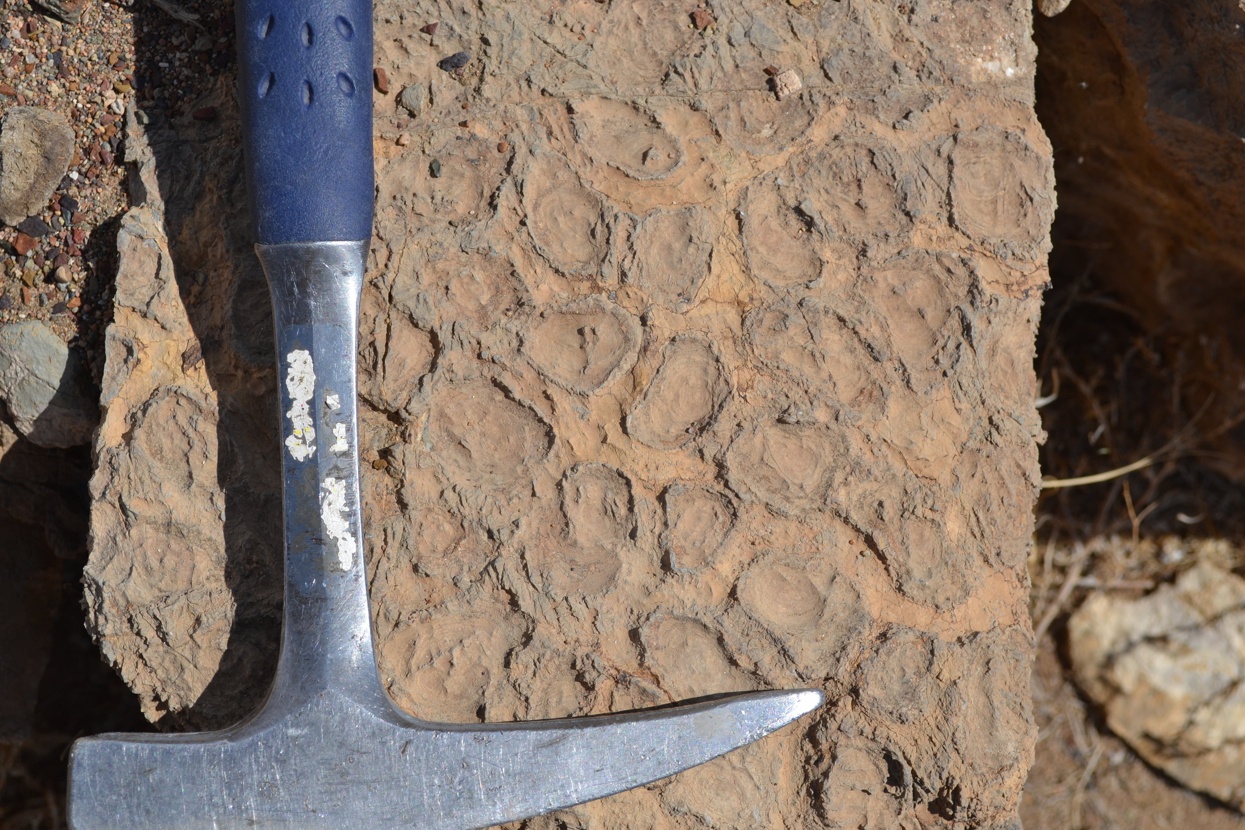  Stromatolite  Boxonia  from Ediacaran strata in Mongolia 