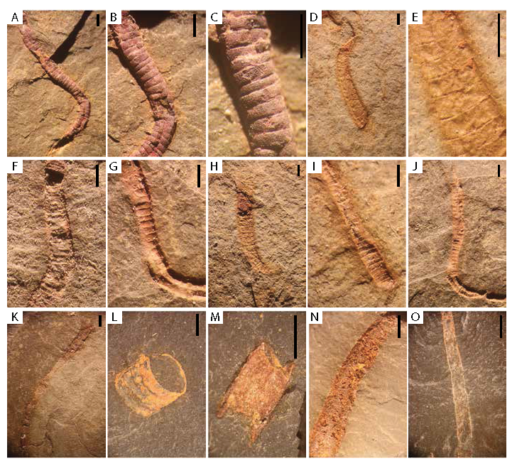  Ediacaran pyritized tubular body fossils from Nevada 