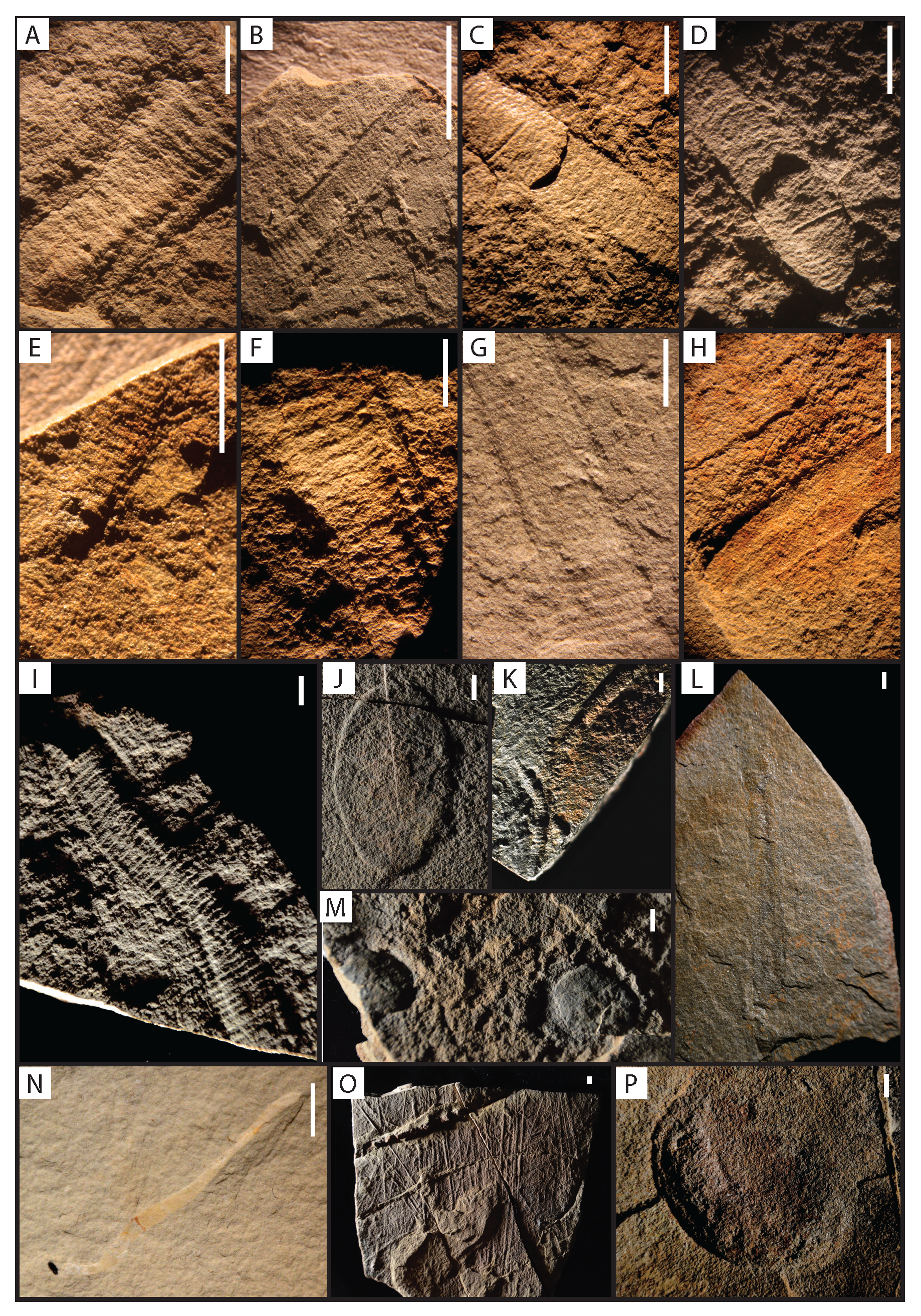  Casts and molds of tubular body fossils from Nevada&nbsp; 