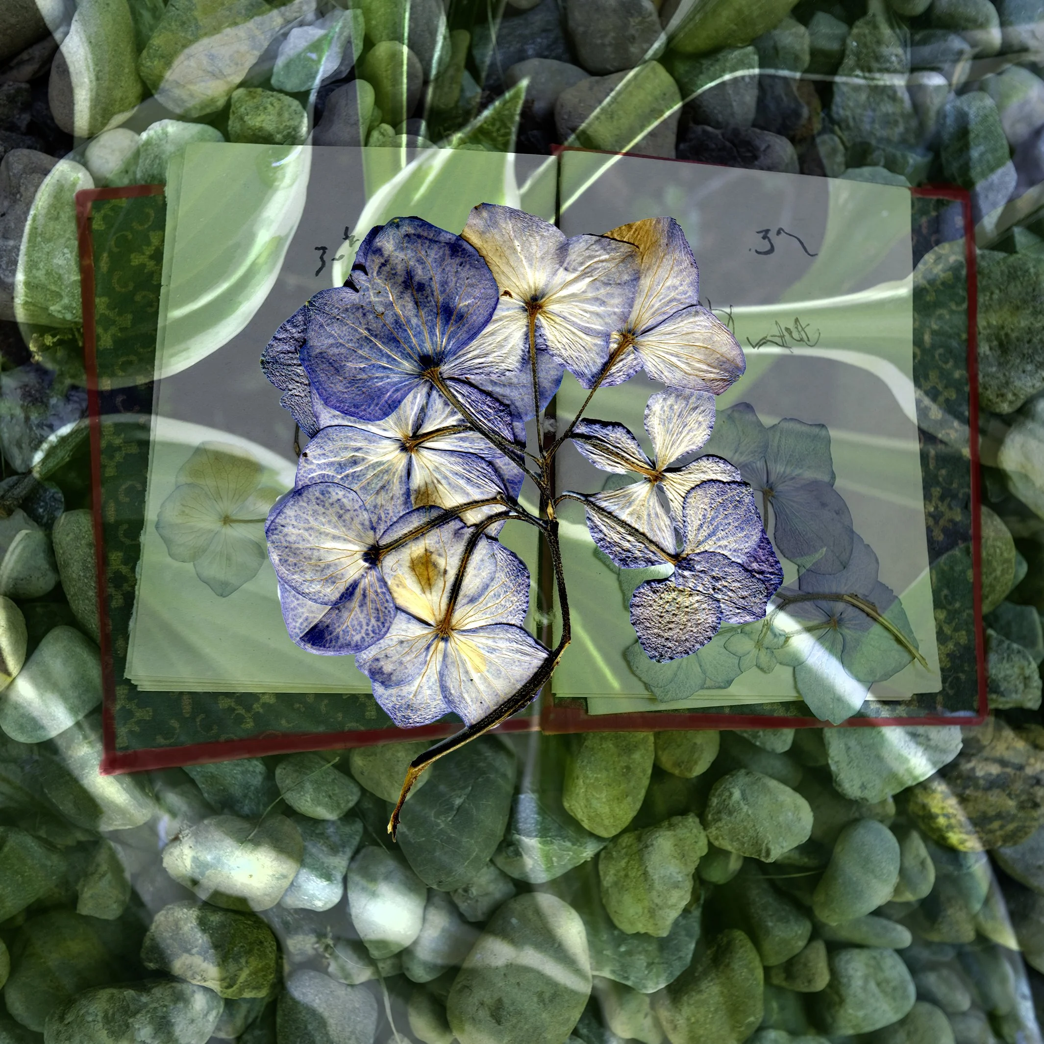 Violets & Hosta.jpg