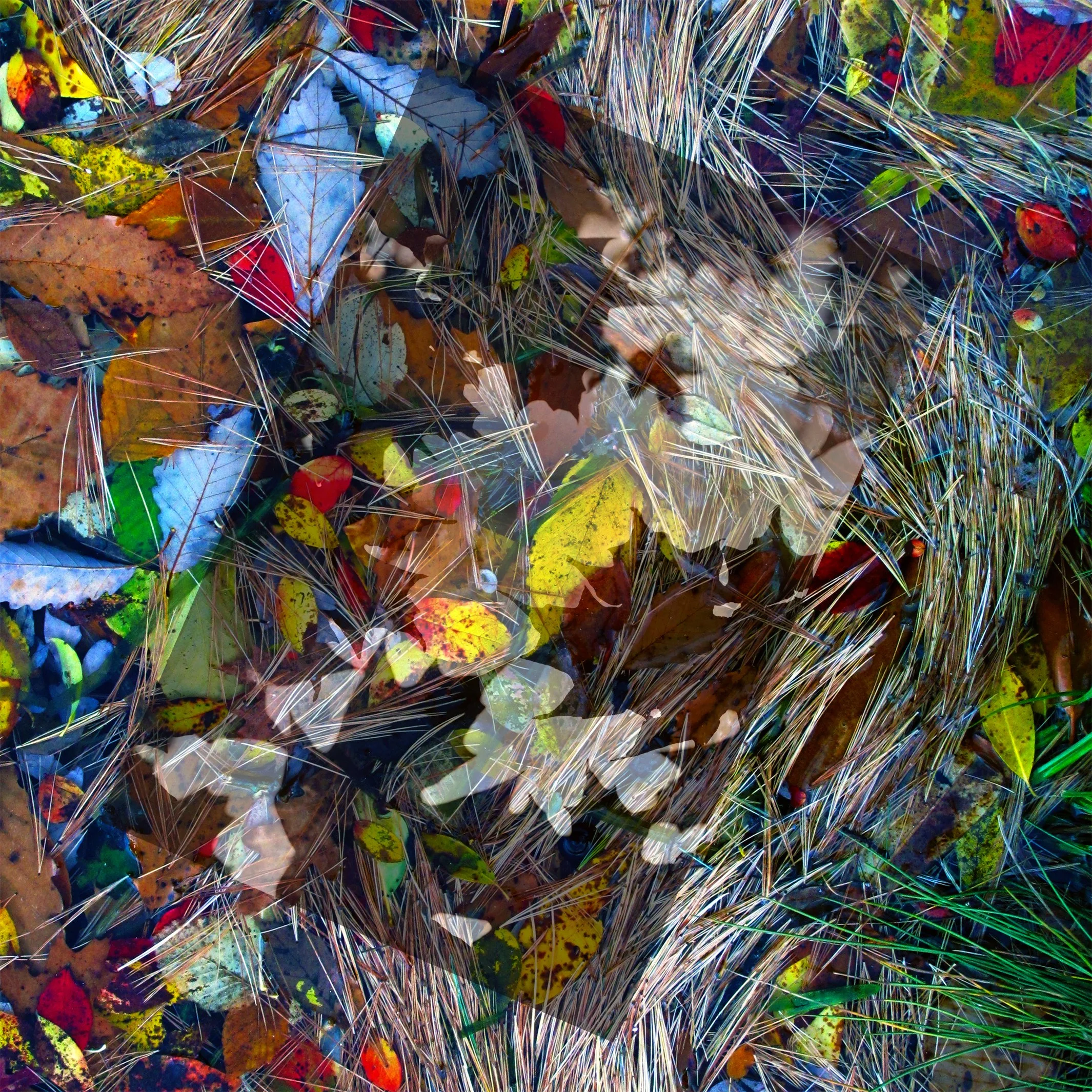 Confetti- Stream & Sky Reflection copy.jpg