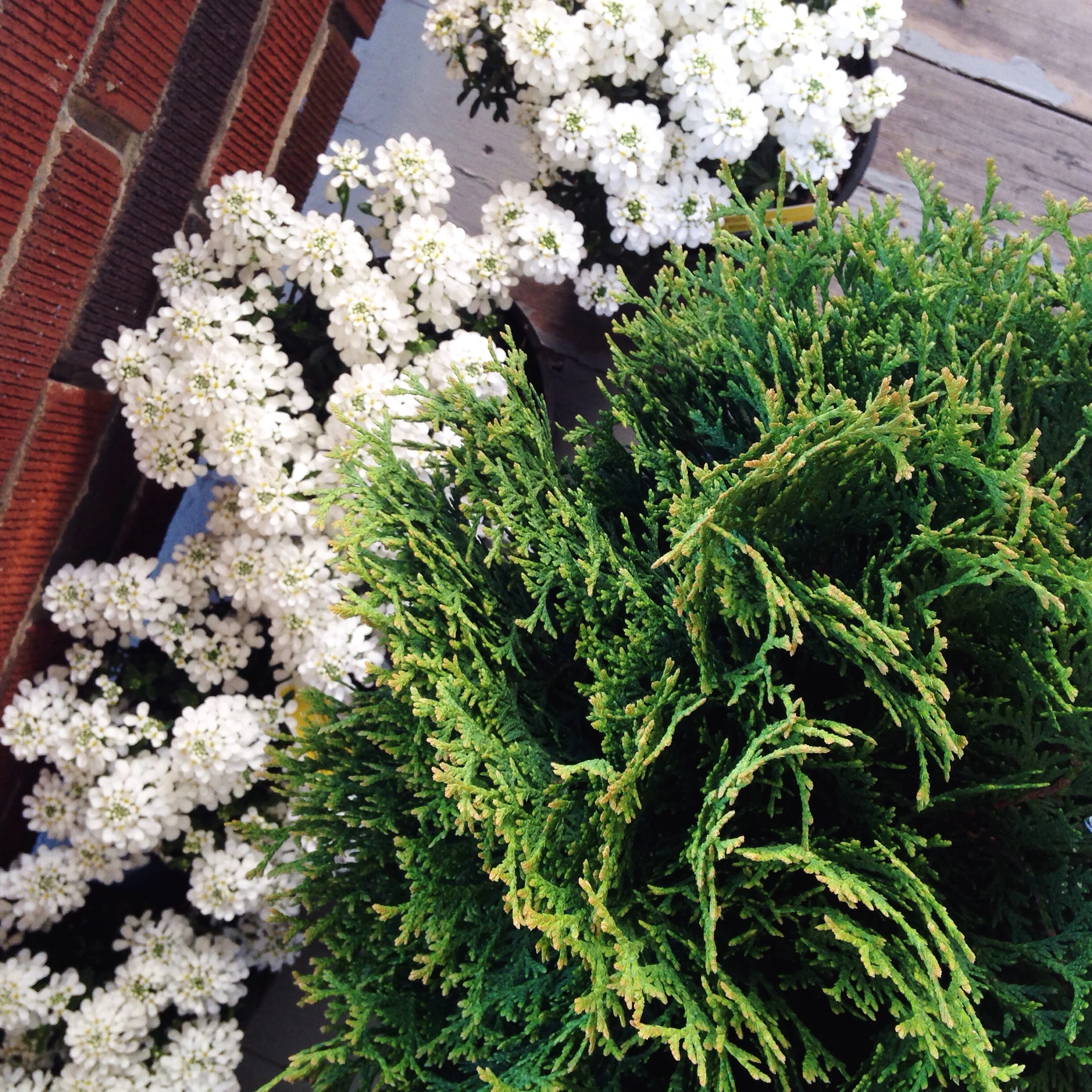 Stevie Tries Gardening | Part One aka S.O.S.