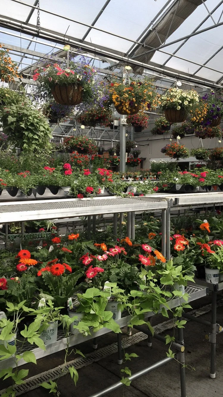 My Favorite Greenhouses &amp; Plant Nurseries in York County, PA