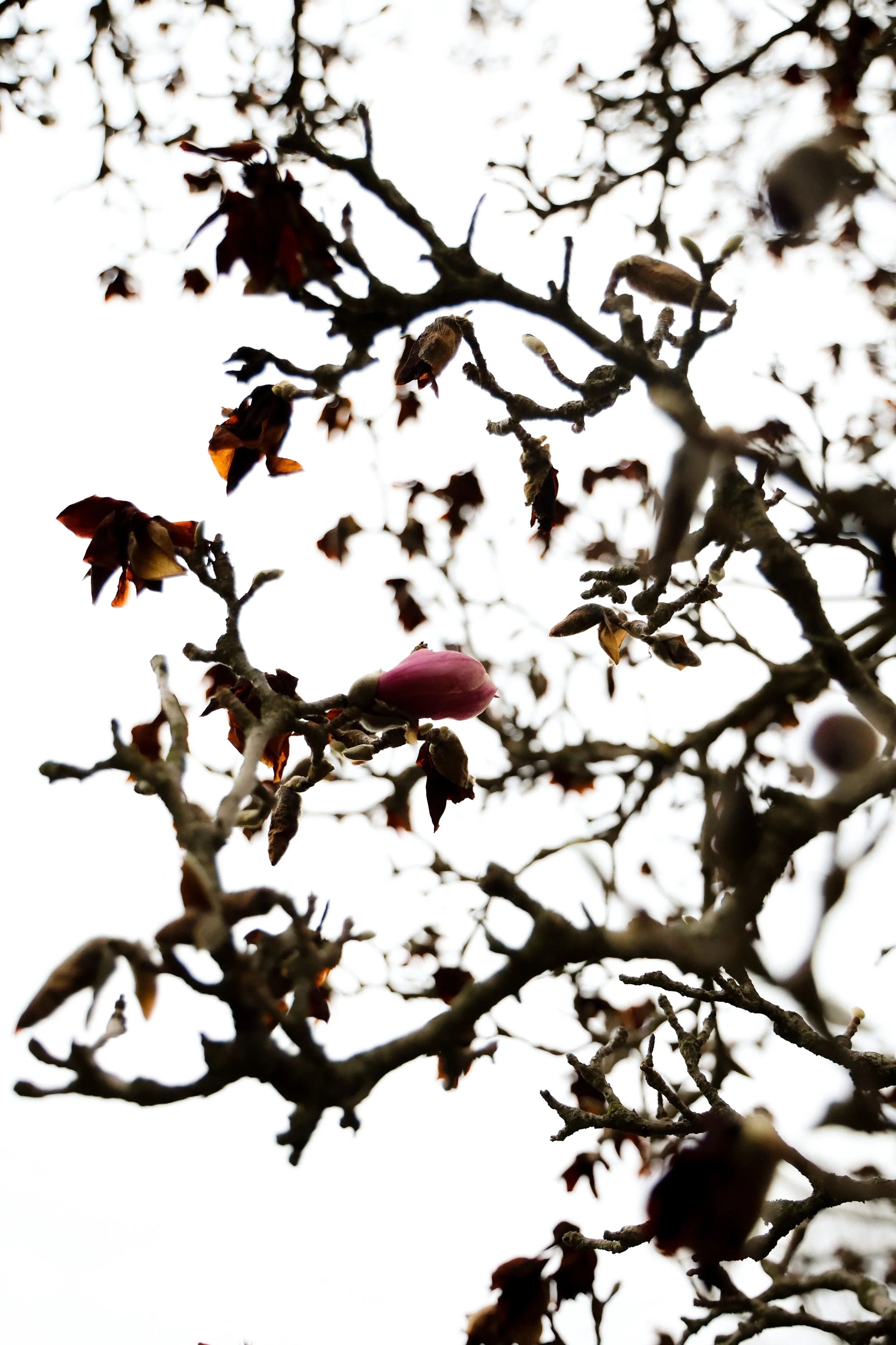 Mid-spring Reflections & Journal Prompts: Devotion & Trust