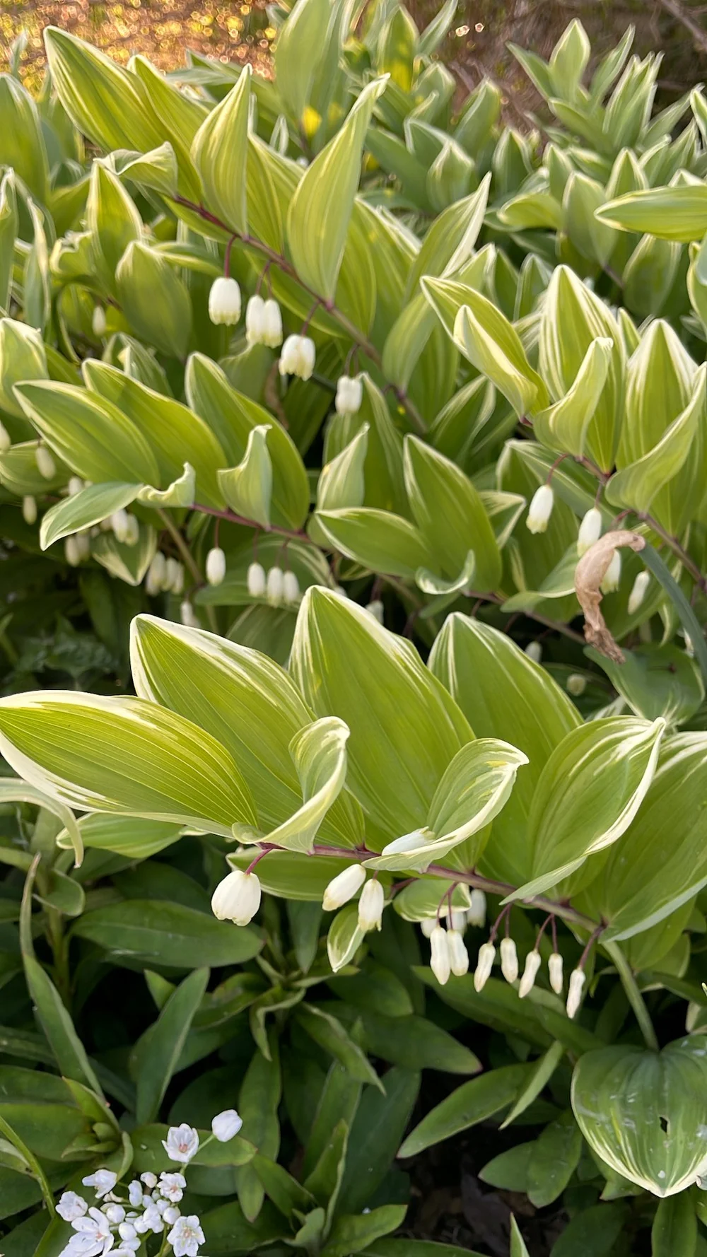 CQC Garden Walk - 6.jpeg