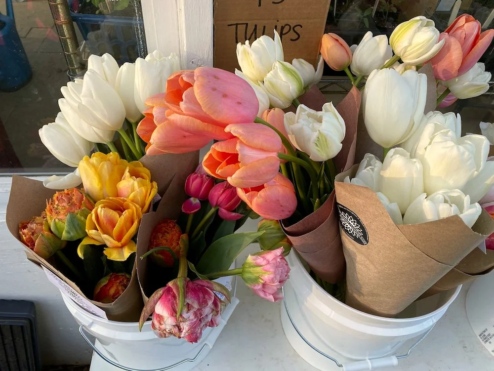 CQC Garden Walk - 17.jpeg