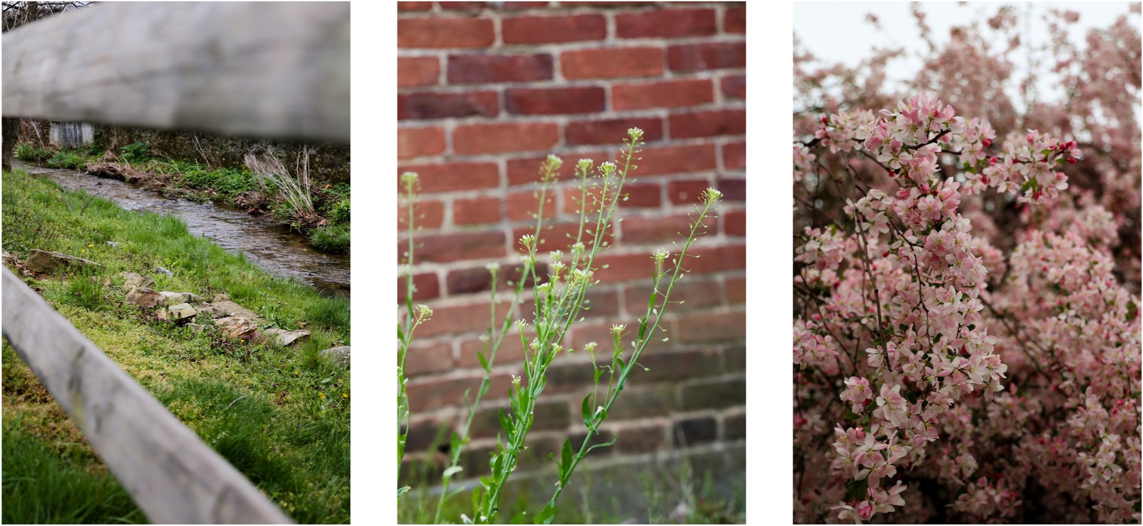 Mid-spring Reflections & Journal Prompts: Devotion & Trust — Stevie Storck