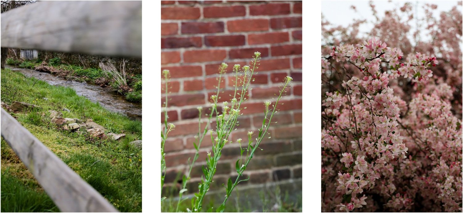 Mid-spring Reflections & Journal Prompts: Devotion & Trust — Stevie Storck