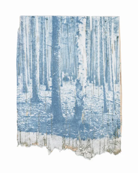 In the Woods (49)