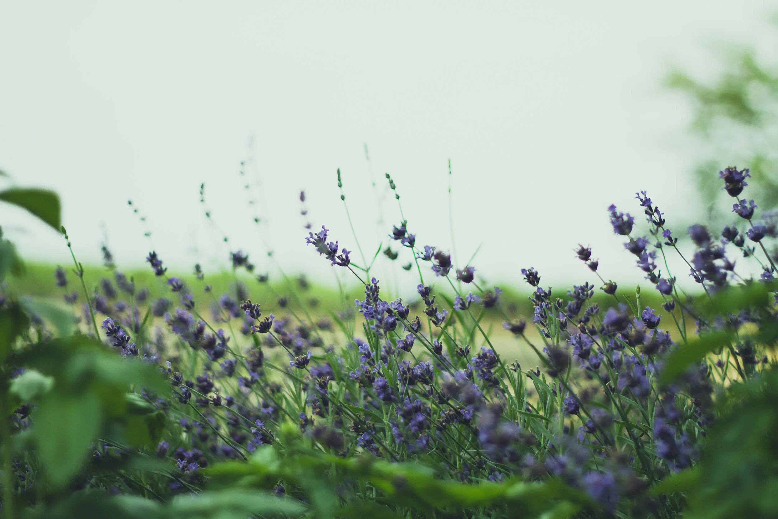Lavender