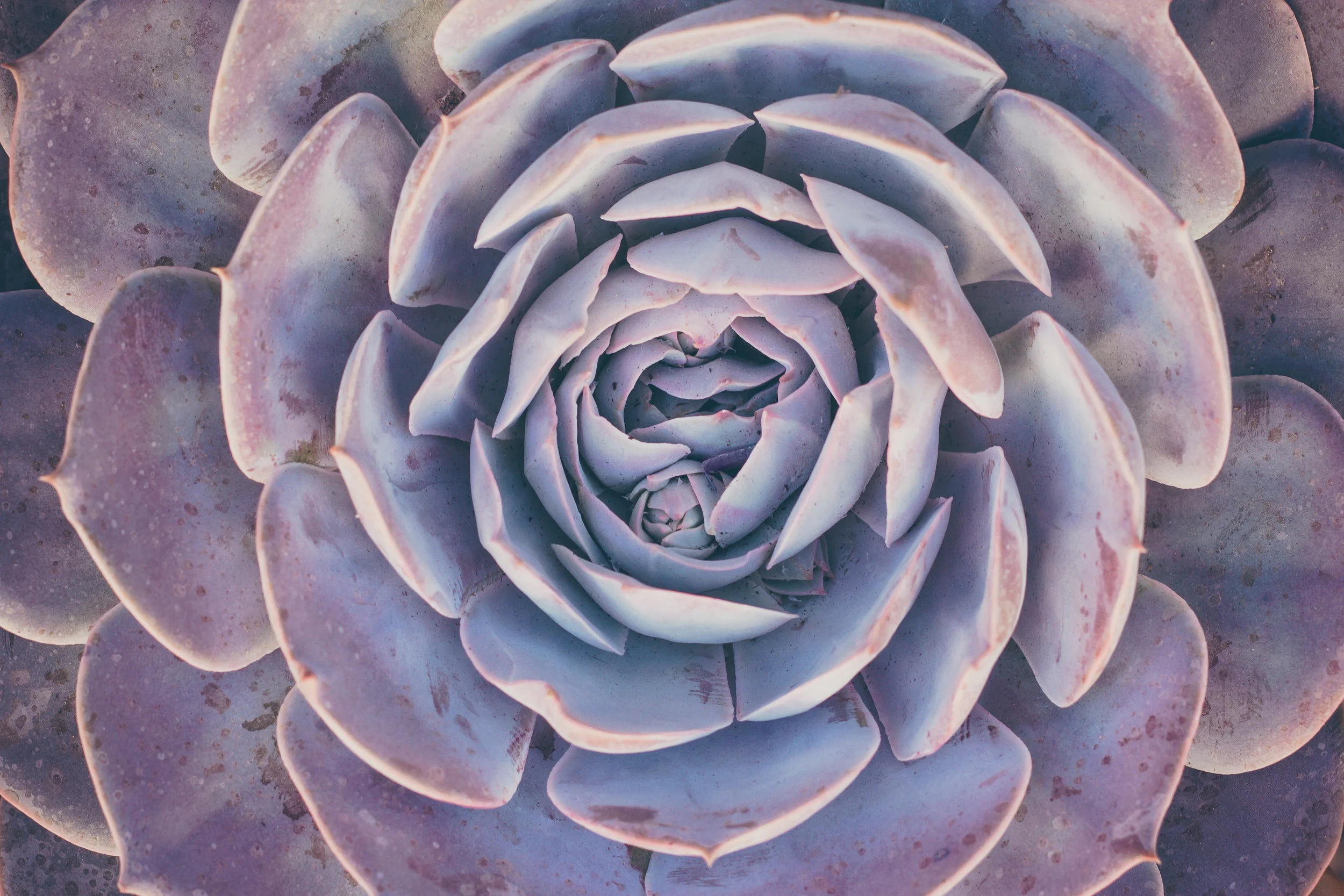 2017 Efflorescence 9938-4.jpg