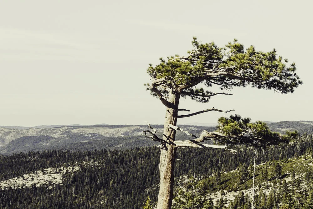 LonelyTreePRINT.jpg,