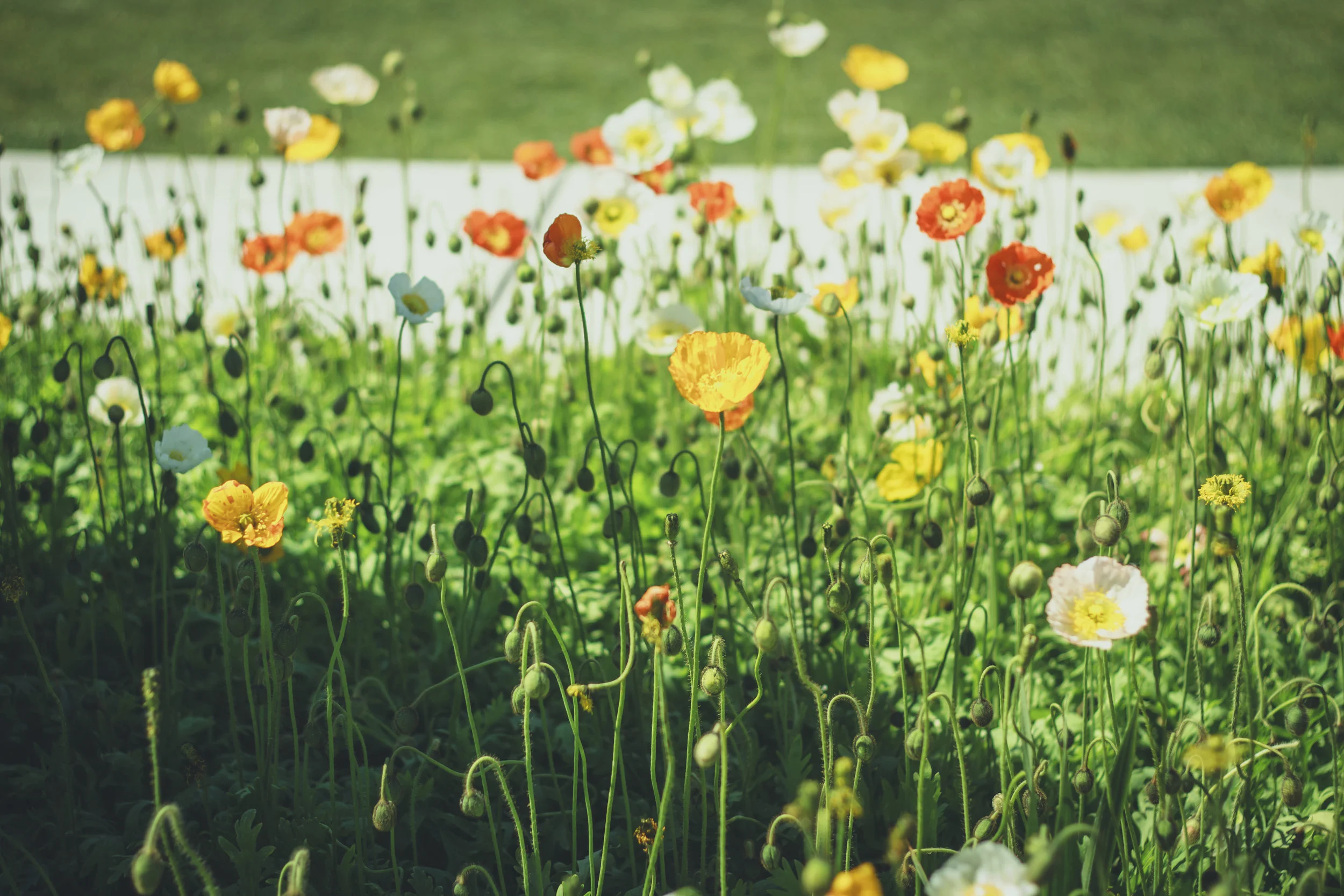 2017 Efflorescence Poppy.jpg