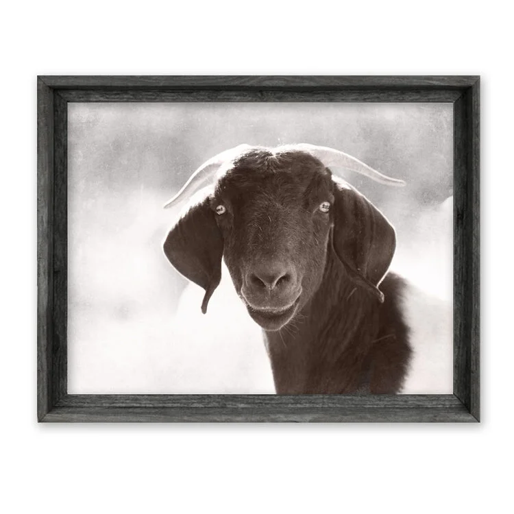 fac-162-g buttercup.jpeg