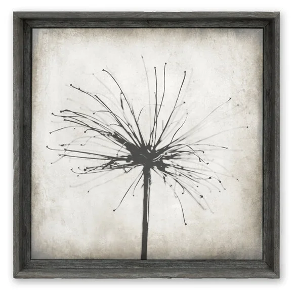 natures sparker gray.jpeg