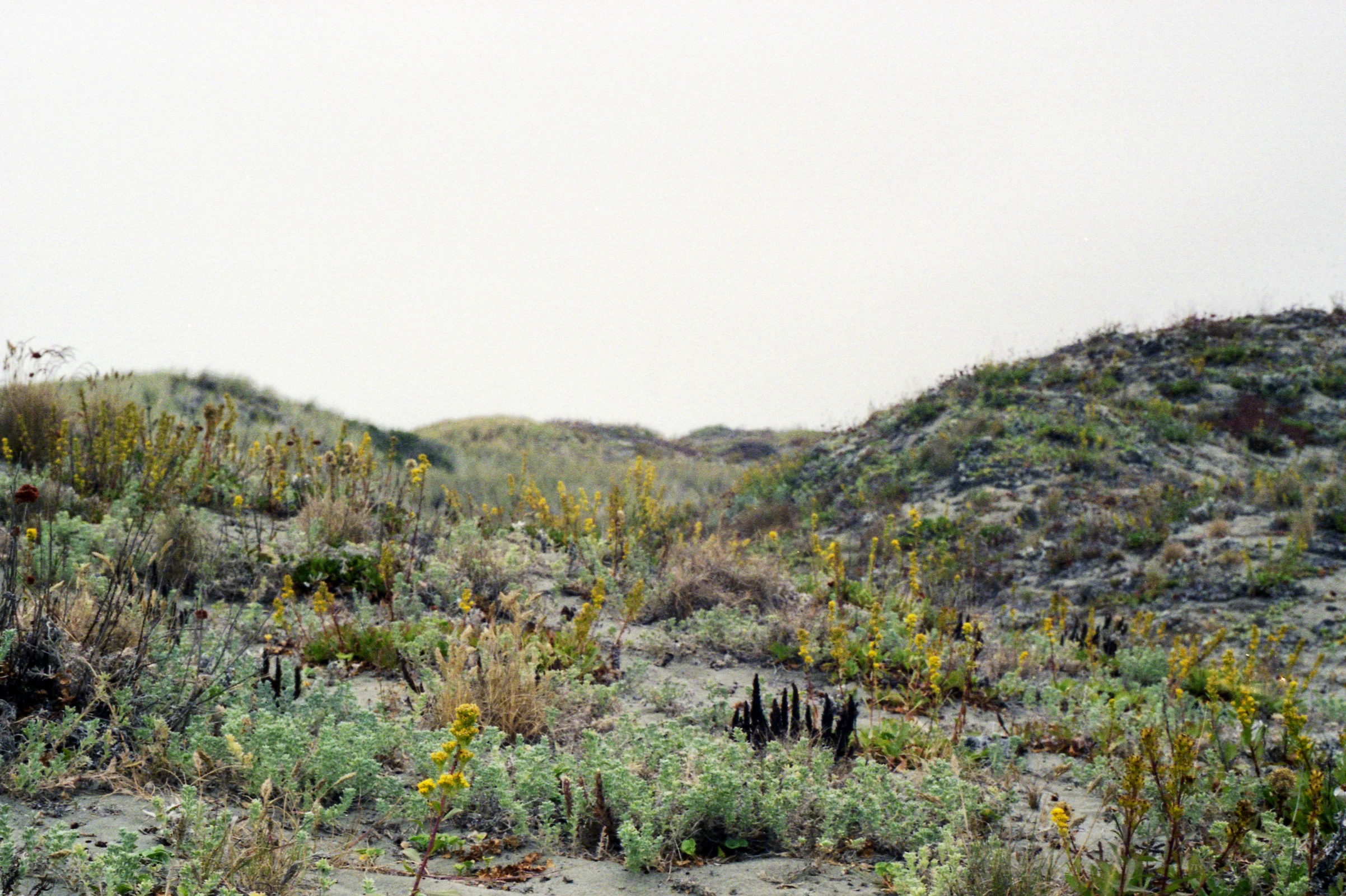 35mm246.jpg