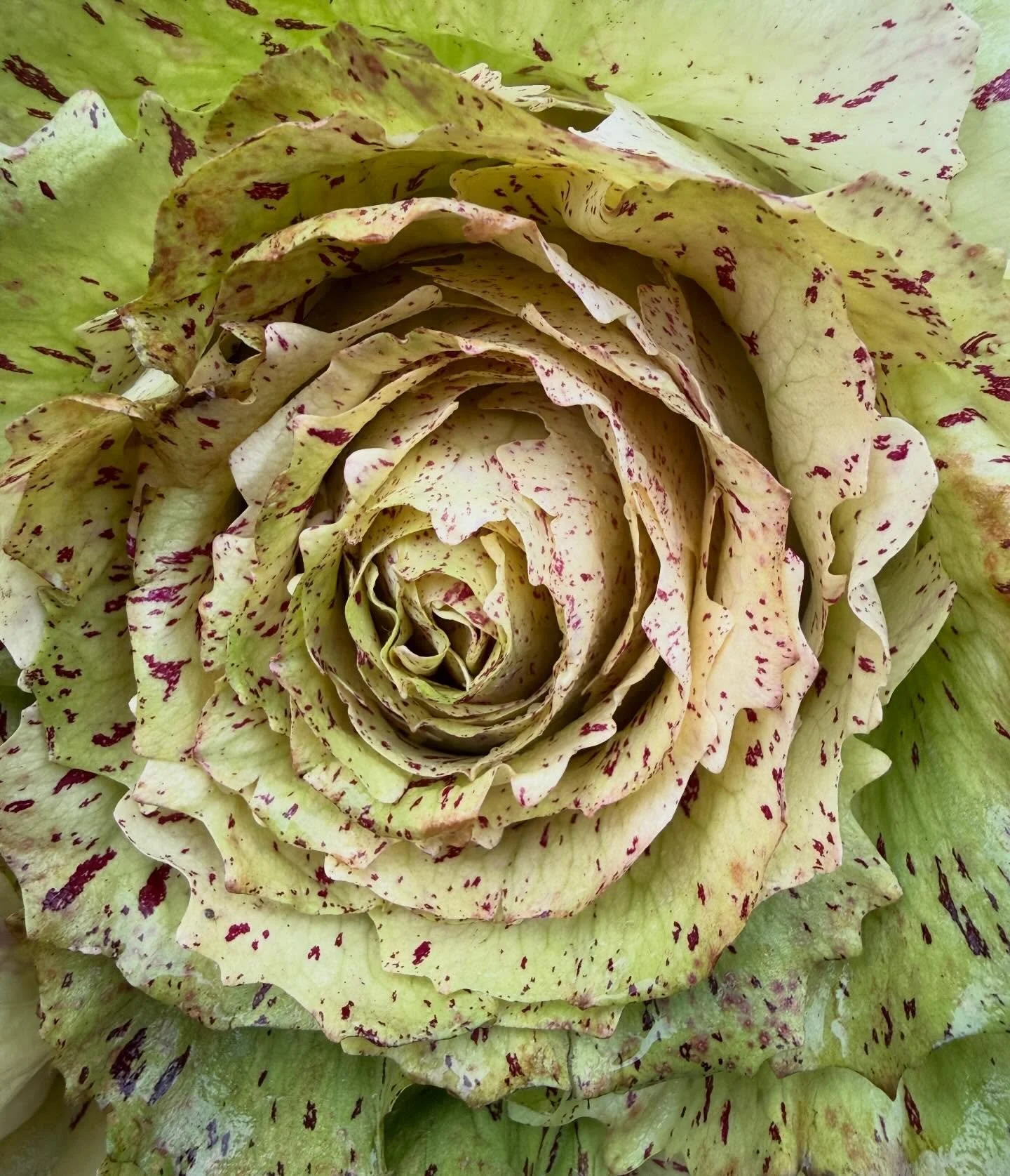 The rain is gone and the Ballard Farmers Market is open! Come get that January market haul!

#ballardfarmersmarket 
#supportlocal 
#farmersmarket 
#seattle 
#knowyourfarmer