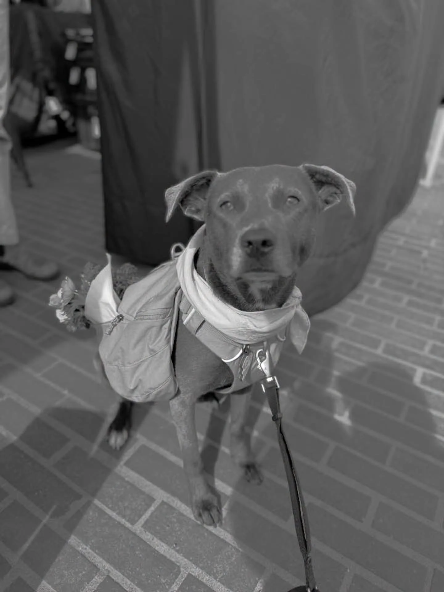What a beautiful day for a farmers market! There were gorgeous market hauls everywhere!

Enjoy all that delicious farm fresh food and let&rsquo;s do it all over again next Sunday!

#ballardfarmersmarket 
#supportlocal 
#ballardseattle